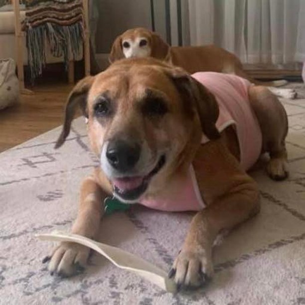 Guess who’s back?! 💔🥺

Sadly, sweet Suzi is coming back to the Haven after her adoptive family didn’t work out. We work incredibly hard to ensure that we make a great match for pup and family, but Suzi has been feeling lonely when she’s left alone while her family works and she’s been a bit vocal about her displeasure. She is such a good girl, incredibly friendly with other dogs, kids and adults. She also walks well on leash, is housebroken and just wants a safe, happy home to hang out. We think she would love to have a dog friend in the house, as she LOVED her fur foster sister. 

Suzi Q just needs a good fren to hang out with and we are happy to welcome her back so we can try matchmaking again! 💜🐾🤍

Check out our adoption app here:
➡️ linktr.ee/MirisHaven

<a target='_blank' href='https://www.instagram.com/explore/tags/MirisHavenSuzi/'>#MirisHavenSuzi</a>
<a target='_blank' href='https://www.instagram.com/explore/tags/HappyGirl/'>#HappyGirl</a>
<a target='_blank' href='https://www.instagram.com/explore/tags/AdoptMe/'>#AdoptMe</a>
<a target='_blank' href='https://www.instagram.com/explore/tags/FureverHome/'>#FureverHome</a>
<a target='_blank' href='https://www.instagram.com/explore/tags/MirisHaven/'>#MirisHaven</a>
<a target='_blank' href='https://www.instagram.com/explore/tags/SeniorDogLove/'>#SeniorDogLove</a>