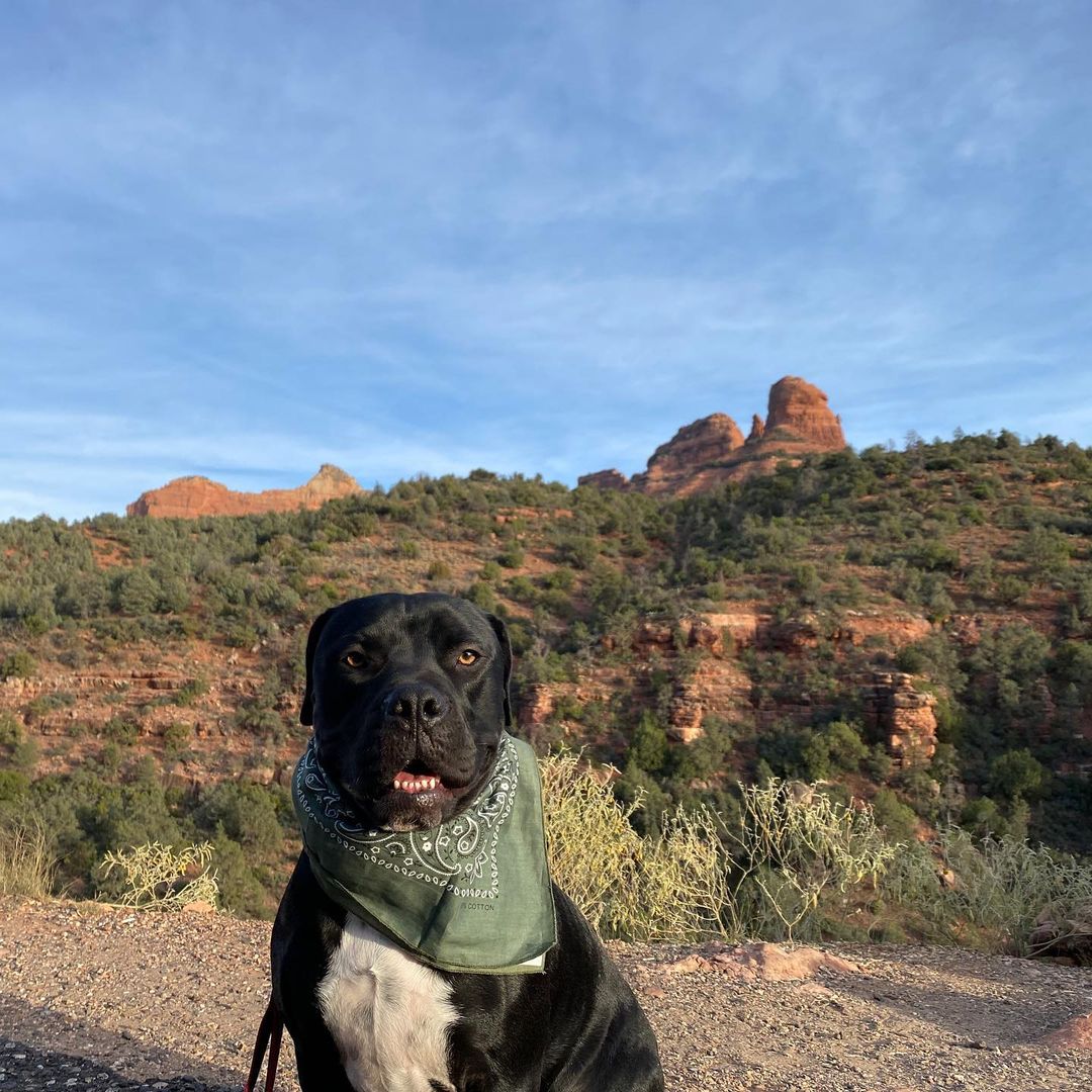 Greetings from Flash Gordon!🏜

Is Flash not the most handsome adventure pup you’ve ever seen?! It’s the boots for me 😉

If you’re looking for a super cool dog to take on adventures, hikes, and camping trips, Flash is your guy! He’s been on lots of trips with his wonderful foster fam and he’s so ready to start making those memories with his forever family.

Flash is a 1.5-year-old AmStaff who weighs about 79 pounds. He’s house trained, good with other dogs and older kids. He’s a super happy boy who’s impossible to resist once you see him. Seriously, pics don’t do Flash justice!

When people see him in person they’re like 🤯🤯🤯

Fun fact: his foster mama had a hard time finding booties that fit him right cause his front paws are like bear paws and his back paws itty bitty 🤣

Let’s find Flash a forever home for the holidays 🎄 If you’re interested in adopting, please fill out an application on our website thelittlereddog.org or click the link in our bio to get started ❤️