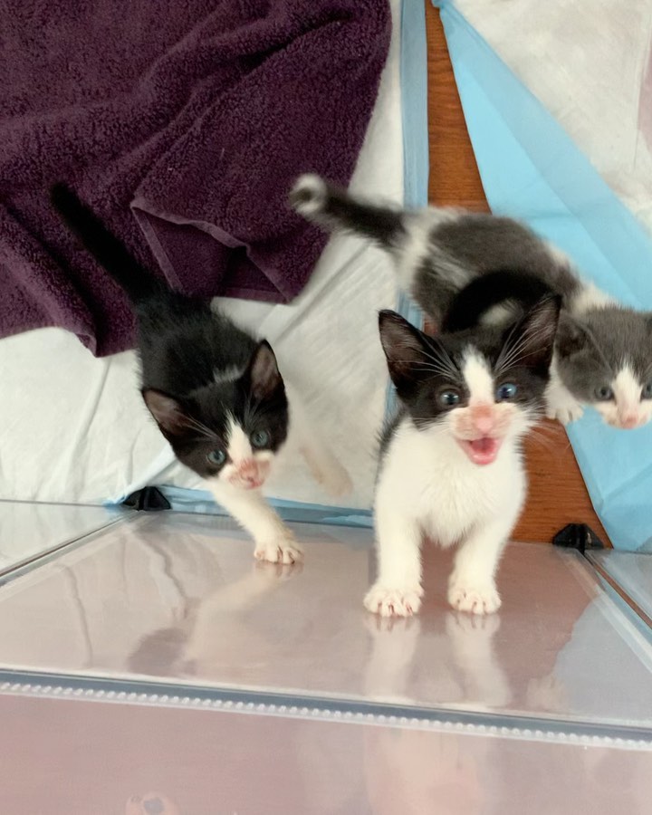 August and Betty 🤍

Our last two siblings to complete our trio! They have made quite the transformation since they arrived Just a few weeks ago. 

Your donations help make this work possible. Kittens require multiple vet visits, multiple deworming, vaccines, lots of food, lots of litter and supplies, toys, surgery — and the list goes on!! 

⬇️⬇️⬇️
You can help us out by donating:
•PayPal: kittensandbarbellsnyc@gmail.com (friends and family option) 
•VENMO: kittensandbarbells_ 
•Sending a @chewy gift card to us at kittensandbarbellsnyc@gmail.com ⬅️