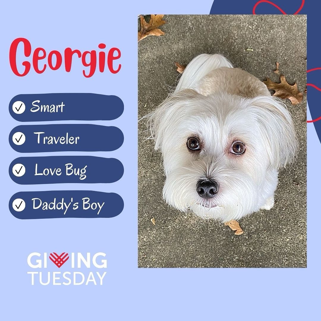 Geogie was adopted from HRI in 2019. Georgie at 2.5 years old. Georgie bonded his new Dad immediately. He integrated with the rest of the family quickly; adapting to the presence of his havanese sister without incident or competition. 
 
He did have some obstacles to overcome; separation anxiety, containment, fear of large animals, and leash walking. While we still have some work to do, Georgie has made huge improvements in these areas. He is extremely smart and communicative.
 
Today, he keeps track of his Dad, and monitors the household – enjoying the run of the house.  He is much more confident and secure.  He prefers the company of his sister on walks and while exploring.  He loves riding in the car and has become a seasoned traveler, sniffing and exploring things with his sister up and down the east coast over several years.

Georgie is part of a family, and brings happiness to everyone he meets.  Although he is shy at first, he becomes confident once he realizes his people are confident. He is an absolute love bug…

Link to donate on our profile page!

<a target='_blank' href='https://www.instagram.com/explore/tags/givingtuesday2021/'>#givingtuesday2021</a>
<a target='_blank' href='https://www.instagram.com/explore/tags/hrigivingtuesday/'>#hrigivingtuesday</a>
<a target='_blank' href='https://www.instagram.com/explore/tags/havanese/'>#havanese</a>
<a target='_blank' href='https://www.instagram.com/explore/tags/dogrescue/'>#dogrescue</a>
<a target='_blank' href='https://www.instagram.com/explore/tags/dogfoster/'>#dogfoster</a>