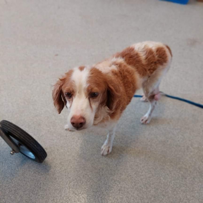 Meet Annamae!

She is a female spaniel mix that was in desperateneed of our help. She will probably be a hospice foster, but no pet should die cold and alone in a shelter!

She is 8 years, hw+, and tumors galore, But...she is super cute and not ready to die. 

If you are able to donate towards her care it would be greatly appreciated.

We will keep everyone posted once we get her to the vet to get labwork done to see what we are dealing with!

Donations can be made to the link below 
https://linktr.ee/Piedmontanimalrescue