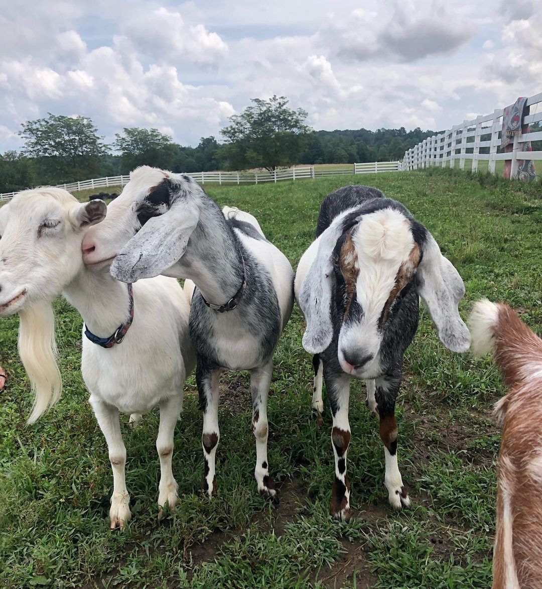 It’s a sad day here at Wayward 💔

This week we had to make the painful decision to let our beloved Joker cross over. 

The Gotham 3 are now the Gotham 2 

About a week ago Joker started exhibiting symptoms of what appeared to be was lameness. That lameness quickly escalated to an inability to stand. Our vet diagnosed Joker with Meningeal worms. 

For those of you who don’t know Meningeal worms are neurotropic nematode parasite common to white tailed deer, which causes damage to the central nervous system.

Our vet immediately started Joker on medicine to help combat the parasite, but the prognosis was guarded. Two nights ago Joker took at turn for the worse and we rushed him to Cornell- the premier large animal vet in the northeast. Upon arrival the vets at Cornell were concerned that not only did Joker have Meningeal worm, but also that his stay apparatus of his hind limb was destroyed. 
This may have been due to an acute injury or degeneration of his tendons/ligaments. Essentially Joker was walking on his hocks. 
These two conditions coupled together made his chance of recovery impossible. Along with the advice of our vet and the vets at Cornell we came to the heart wrenching decision to let Joker go. Joker was surrounded by love up until the last second of life. He was a huge part of Wayward. He helped to socialize our goat rescue cases, gave visitors hundreds of hours of joy and was family to our staff. We will miss him more than words can ever express. 💔