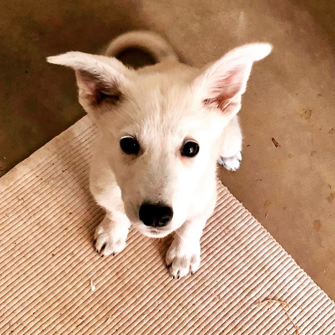 🌟 AVAILABLE 🌟 - Great Pyrenees mix pups 

This sweet trio was found wandering the streets of south Texas. Homeless, super skinny, and covered in fleas. They are now safe with a foster who is taking excellent care of them. They are around 3 months old and appear to be Great Pyrenees mixes. We do not know what they are mixed with and can only guess possibly a Shepherd or retriever breed. They are a sweet bunch of pups who will make great additions to a variety of homes.

Out of the bunch Banksy is the only boy (white/grey spot). He is the most laid back of them all, but still likes to play and be with the other dogs and people. Marti (female, white/cream) is a sweet and smart girl who is happy just about anywhere. She loves attention, but is also happy to go do her own thing and be independent at times. Juno (female, all white) is a very smart girl and catches on to new skills quickly. She is the brave explorer of the bunch and always wants to be involved/check out anything new. 

They all enjoy cuddling, are very food motivated, and happy to play with toys, even a stick in the yard. If you believe one of these puppies would be a fit for you please use the link below to submit an application. 

Adoption Application:
https://airtable.com/shr305FuyR4v4JWQb

Petfinder Link: https://www.petfinder.com/dog/juno-id-number-594-53627969/pa/blue-bell/furry-tales-animal-rescue-pa1105/

Website Link: https://furrytalesrescue.wixsite.com/home

PLEASE note that we are a 100% volunteer foster-based rescue. It may take a few days or up to 1-2 weeks to hear back from us. 

** We are based out of Blue Bell, PA. We allow adoptions to PA, NJ, MD, DE, VA, WV, CT and NY. At this time we do not adopt out to homes who are over ~200 miles from our location. **

<a target='_blank' href='https://www.instagram.com/explore/tags/dog/'>#dog</a> <a target='_blank' href='https://www.instagram.com/explore/tags/rescue/'>#rescue</a> <a target='_blank' href='https://www.instagram.com/explore/tags/rescuedpuppy/'>#rescuedpuppy</a> <a target='_blank' href='https://www.instagram.com/explore/tags/greatpyrenees/'>#greatpyrenees</a> <a target='_blank' href='https://www.instagram.com/explore/tags/greatpyreneesofinstagram/'>#greatpyreneesofinstagram</a> <a target='_blank' href='https://www.instagram.com/explore/tags/greatpyreneespuppy/'>#greatpyreneespuppy</a> <a target='_blank' href='https://www.instagram.com/explore/tags/shepherd/'>#shepherd</a> <a target='_blank' href='https://www.instagram.com/explore/tags/germanshepherd/'>#germanshepherd</a> <a target='_blank' href='https://www.instagram.com/explore/tags/shepherdofinstagram/'>#shepherdofinstagram</a> <a target='_blank' href='https://www.instagram.com/explore/tags/shepherdpuppy/'>#shepherdpuppy</a> <a target='_blank' href='https://www.instagram.com/explore/tags/whitedog/'>#whitedog</a> <a target='_blank' href='https://www.instagram.com/explore/tags/puppyoftheday/'>#puppyoftheday</a> <a target='_blank' href='https://www.instagram.com/explore/tags/puppyoftheweek/'>#puppyoftheweek</a> <a target='_blank' href='https://www.instagram.com/explore/tags/puppylife/'>#puppylife</a> <a target='_blank' href='https://www.instagram.com/explore/tags/puppyofinsta/'>#puppyofinsta</a> <a target='_blank' href='https://www.instagram.com/explore/tags/puppyeyes/'>#puppyeyes</a>