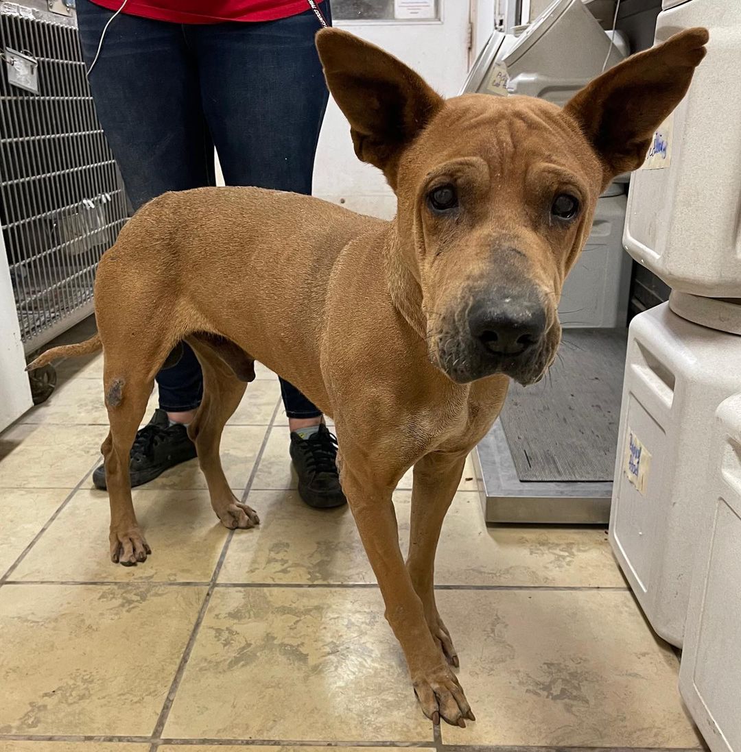 🐾 PET OF THE WEEK 🐾

NAME: Scooby
ID#: 21-0873
AGE: 10 years
SEX: Male
BREED: Shar-Pei/Great Dane mix
COLOR: Brown
WEIGHT: 65 pounds
 
Scooby came into our care a few weeks ago from Imperial County Animal Control. Scooby’s owner had passed away and the family was unable to care for him. When we first saw Scooby, we thought he looked exactly like Scooby Doo. As cliché as it was, we decided to name him that. We later found out that “Scooby Doo” was his original name! We decided to keep it since it fit so well. You can’t tell by his picture, but Scooby has cataracts in both eyes and his mostly blind. It took him some time to adjust to his new surroundings, but he is getting the hang of things. He does very well with his kennel mate (so we know he would do well in a home with another dog), and he is very loving and gentle with people. For having gone through so much in such a short time, it is amazing to see that Scooby hasn’t shut down – as many seniors in his position often do. This handsome and loving boy is one of the many senior pets in our care that deserves a warm and loving furever home this holiday season. 
If you would like to set up an appointment for a meet and greet with Scooby, please call the shelter during our business hours, or email us at ivhumanesociety@gmail.com. Meet and greets are by appointment only. Scooby’s adoption fee is $50 for our Adopt a Senior Pet Month adoption special. 
 
Adoption benefits include:
- Up to date on vaccinations
- Microchipping
- Spay/Neuter
- One FREE wellness check with local veterinarian.
- One FREE grooming with Awesome Pawz in Holtville (dog only). 
 
1575 W. Pico Ave.
El Centro, CA 92243
760-352-1911
ivhumanesociety@gmail.com
www.imperialcountyhumane.org
 
Business Hours:
Tuesday – Friday: 2:00 pm – 6:00 pm
Saturday: 11:00 am – 3:00 pm
Sunday & Monday: CLOSED
*Closed all major holidays*