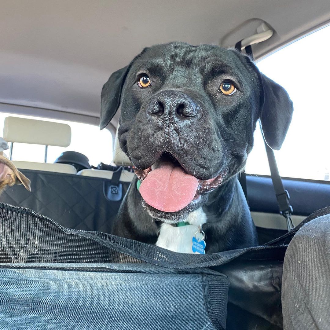 Greetings from Flash Gordon!🏜

Is Flash not the most handsome adventure pup you’ve ever seen?! It’s the boots for me 😉

If you’re looking for a super cool dog to take on adventures, hikes, and camping trips, Flash is your guy! He’s been on lots of trips with his wonderful foster fam and he’s so ready to start making those memories with his forever family.

Flash is a 1.5-year-old AmStaff who weighs about 79 pounds. He’s house trained, good with other dogs and older kids. He’s a super happy boy who’s impossible to resist once you see him. Seriously, pics don’t do Flash justice!

When people see him in person they’re like 🤯🤯🤯

Fun fact: his foster mama had a hard time finding booties that fit him right cause his front paws are like bear paws and his back paws itty bitty 🤣

Let’s find Flash a forever home for the holidays 🎄 If you’re interested in adopting, please fill out an application on our website thelittlereddog.org or click the link in our bio to get started ❤️