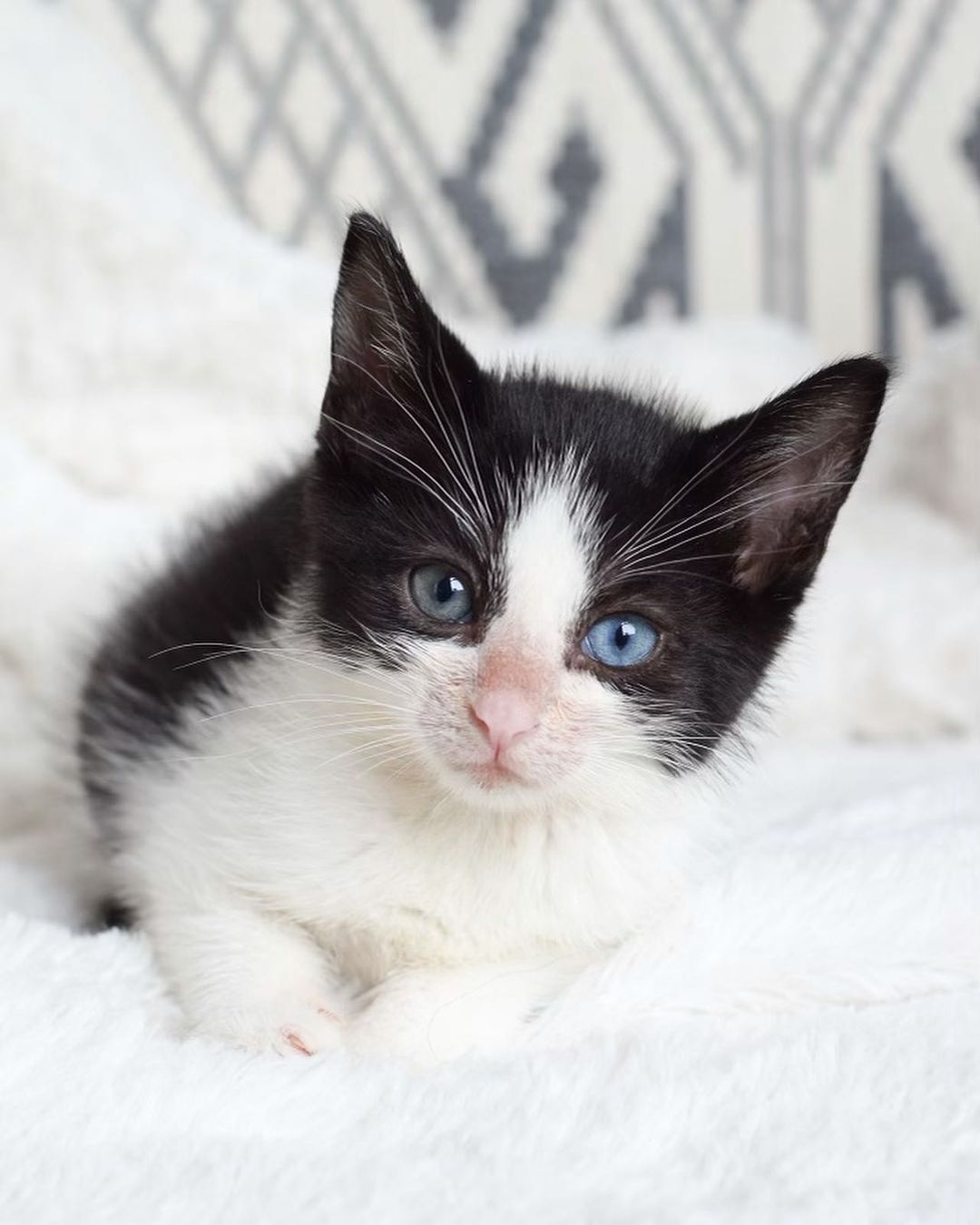 James 🍑 

Our little super model baby is thriving! Swipe to the last photo from when he first arrived covered in fleas 🤢. This sweet baby has two special different colored eyes and is going on Monday with his Siblings and Mela for a snap test and check up! 

Your donations help make this work possible. Kittens require multiple vet visits, multiple deworming, vaccines, lots of food, lots of litter and supplies, toys, surgery — and the list goes on! You can donate today on $5 Friday to help us raise $$ for their visit! 
⬇️⬇️⬇️
You can help us out by donating:
•PayPal: kittensandbarbellsnyc@gmail.com (friends and family option) 
•VENMO: kittensandbarbells_ 
•Sending a @chewy gift card to us at kittensandbarbellsnyc@gmail.com ⬅️