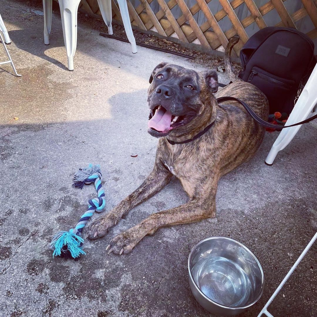 T H O S E  E Y E S 🤎🖤🤎🖤

Have you ever seen such gorgeous amber eyes? Or such a beautiful brindle coat? And can we tell you that this girl is super sweet and well mannered in addition to being this pretty? Why the heck is she still here?!

Martika is a 3 year old boxer mix and we are scratching our heads over here trying to figure out why she hasn’t been adopted. Is it because of her coloring or blocky head? We can assure you there’s only lean-in snuggles and sloppy tongue kisses from this pup, she doesn’t have an aggressive bone in her body despite how meaty she might look.

Martika spent some time in a foster home and was delightful - great on a leash, potty trained, well mannered and expert level couch snuggler. She also proved she’s a worthy patio companion and can hang at any dog-friendly establishment while you socialize with your human friends too! She is great with people and most dogs and only asks for head scratches in return. 

Martika also has her own highlight on our page! Her foster took over our Instagram stories recently, so if you are interested in this sweet girl be sure to scroll through much more information there. And, pleeeease, share this gentle gal with your friends and family so we might match her with her forever home soon. She is so deserving! 🤎🖤🤎🖤🤎

<a target='_blank' href='https://www.instagram.com/explore/tags/adoptme/'>#adoptme</a> <a target='_blank' href='https://www.instagram.com/explore/tags/boxermix/'>#boxermix</a> <a target='_blank' href='https://www.instagram.com/explore/tags/goodgirl/'>#goodgirl</a> <a target='_blank' href='https://www.instagram.com/explore/tags/brindle/'>#brindle</a> <a target='_blank' href='https://www.instagram.com/explore/tags/fosteringsaveslives/'>#fosteringsaveslives</a> <a target='_blank' href='https://www.instagram.com/explore/tags/dogsofstl/'>#dogsofstl</a> <a target='_blank' href='https://www.instagram.com/explore/tags/dogsofstlouis/'>#dogsofstlouis</a> <a target='_blank' href='https://www.instagram.com/explore/tags/rescuedog/'>#rescuedog</a> <a target='_blank' href='https://www.instagram.com/explore/tags/boxerrescue/'>#boxerrescue</a> <a target='_blank' href='https://www.instagram.com/explore/tags/sweetgirl/'>#sweetgirl</a> <a target='_blank' href='https://www.instagram.com/explore/tags/homefortheholidays/'>#homefortheholidays</a> <a target='_blank' href='https://www.instagram.com/explore/tags/foreverfamilyneeded/'>#foreverfamilyneeded</a> <a target='_blank' href='https://www.instagram.com/explore/tags/pickme/'>#pickme</a>