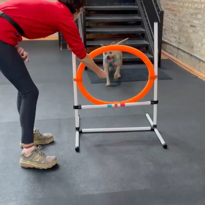 Colder days can mean a lot of inside time for dogs, but don’t forget dogs (and cats! and bunnies!) need mental and physical enrichment every👏single👏day👏 

A couple of our Sprinkles devoted volunteers took her on a trip to @boslysbackyard and she had so much fun! Swipe to the last pic to see her face when it was time to go 🤣

Sprinkles is still waiting for her forever home! She loves working on tricks and loves to curl up next to you on the couch. She’s a petite bulldog mix and is so much smaller in person. She would love a calmer home and neighborhood as city life is a little much for this tiny potato. 

Sprinkles is eligible for a foster-to-adopt period, so if she’s of interest apply on our website or email adopt@onetail.org with any questions!