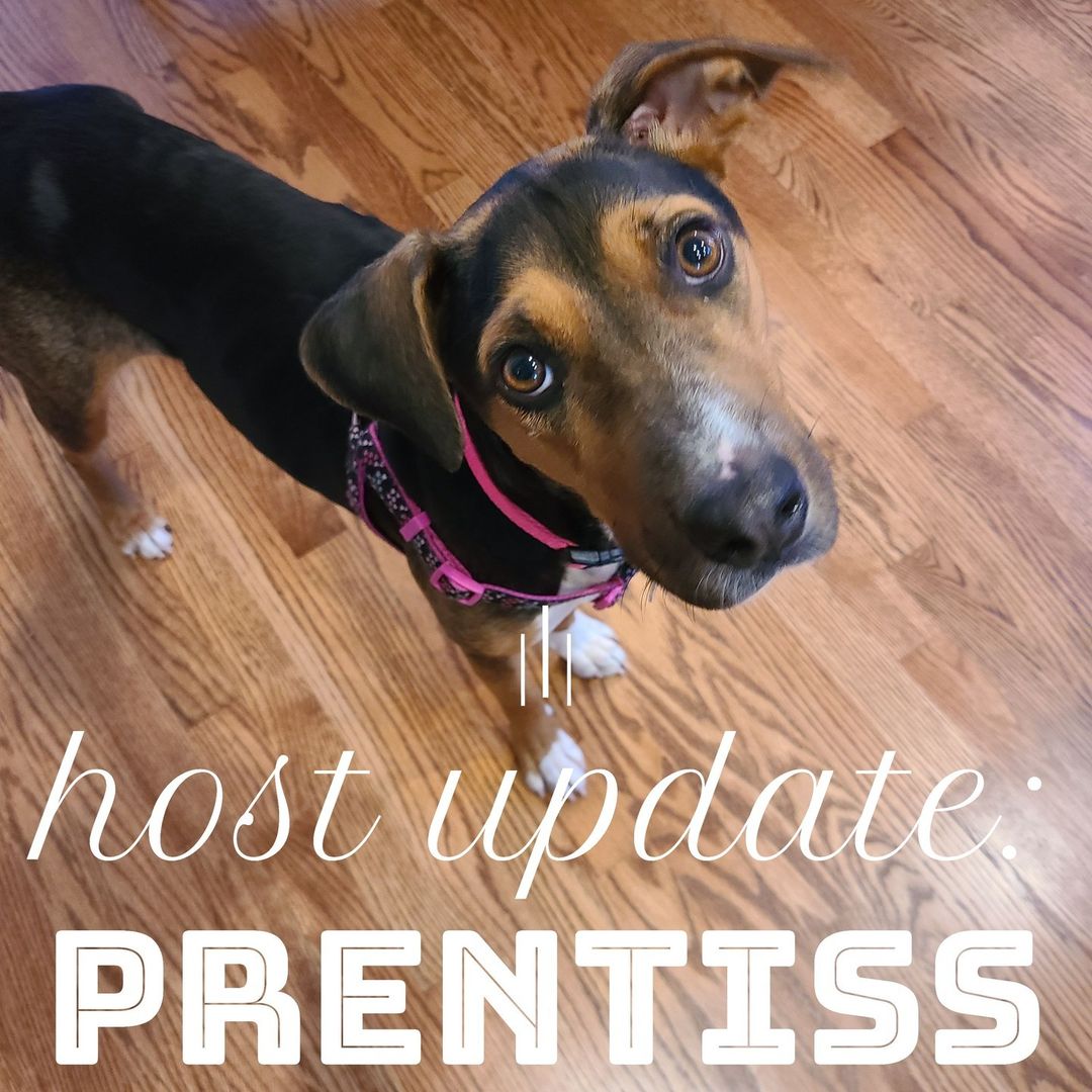 Prentiss is a fun little gal with so much love & joy, and had a blast on her host weekend sleepover! See what her host family said:

