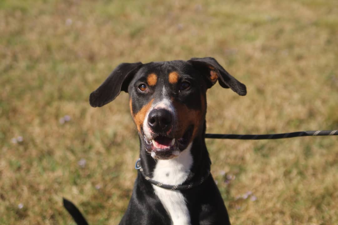 We want to thank @konnerallophotography for sharing her time and talents at the Vermilion Parish Shelter yesterday! These animals need all the publicity they can get to be seen and saved. We love working with local photographers, especially when the pictures are as beautiful as these 😍 📸 Give her a follow to help us show our thanks ❤️🐾