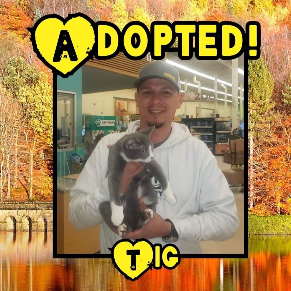 😻HAPPY TAILS!😻 Congrats to Mercury, Jackson and Tig on finding their happily ever after's! 🥳
<a target='_blank' href='https://www.instagram.com/explore/tags/rescue/'>#rescue</a> <a target='_blank' href='https://www.instagram.com/explore/tags/dontshopadopt/'>#dontshopadopt</a> <a target='_blank' href='https://www.instagram.com/explore/tags/cats/'>#cats</a> <a target='_blank' href='https://www.instagram.com/explore/tags/catsofinstagram/'>#catsofinstagram</a> <a target='_blank' href='https://www.instagram.com/explore/tags/kittens/'>#kittens</a> <a target='_blank' href='https://www.instagram.com/explore/tags/kittensofinstagram/'>#kittensofinstagram</a> <a target='_blank' href='https://www.instagram.com/explore/tags/bethechange/'>#bethechange</a> <a target='_blank' href='https://www.instagram.com/explore/tags/onebyoneuntiltherearenone/'>#onebyoneuntiltherearenone</a> 
🧡 shelterfriends.org 🧡