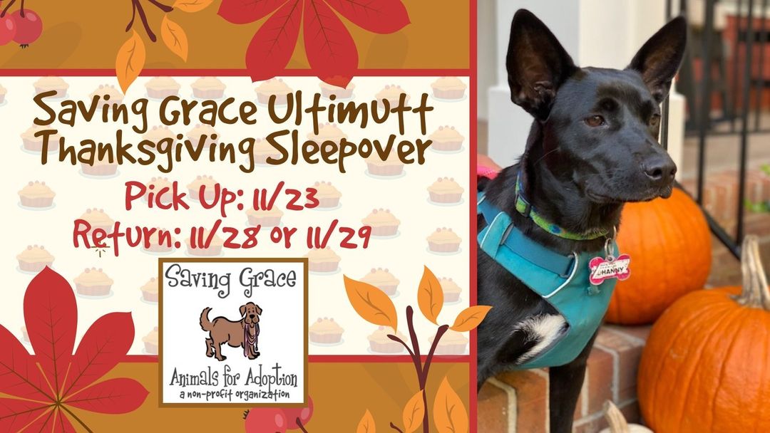 Last Call! Sign up today and have an extended Thanksgiving sleepover with a sweet Saving Grace pup! Pick up is tomorrow evening! Visit the link in our  bio and select 