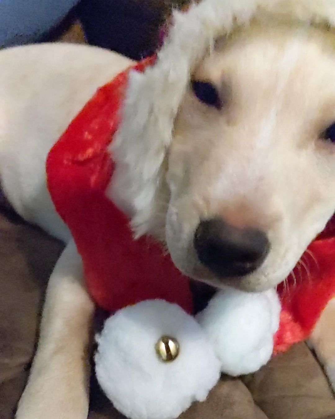 Butters is having a great time getting ready to deliver presents for Christmas 🤣🥰

💕
Get your applications in!
https://www.causendogrescue.org/adoption-application.html 
🐾
💕
🐾
We only do meet and greets for approved applications.

Adoption fee is $250.

All dogs will be Up-to-date on Shots, worming, Spayed/Neutered and Microchipped.  We will also do random, periodic vet checks to ensure all dogs adopted from us continue to have the best care.  We will check for any follow up visits needed and that they are on a monthly Heartworm Prevention.

If you rent or own a home, we prefer you to have a fenced in yard. 

Apartment living is also ok but prefer a fenced in area if close to the road.
All adults in the home will need to know they are getting a dog and will need to sign the adoption agreement.
We do not adopt to college students with multiple roommates. 
Military will need to provide a backup plan.
We require all pets in the home to be spay and/or neutered. Because too many dogs are being killed, due to there not being enough homes per dog in need. Only the lucky ones end up here.