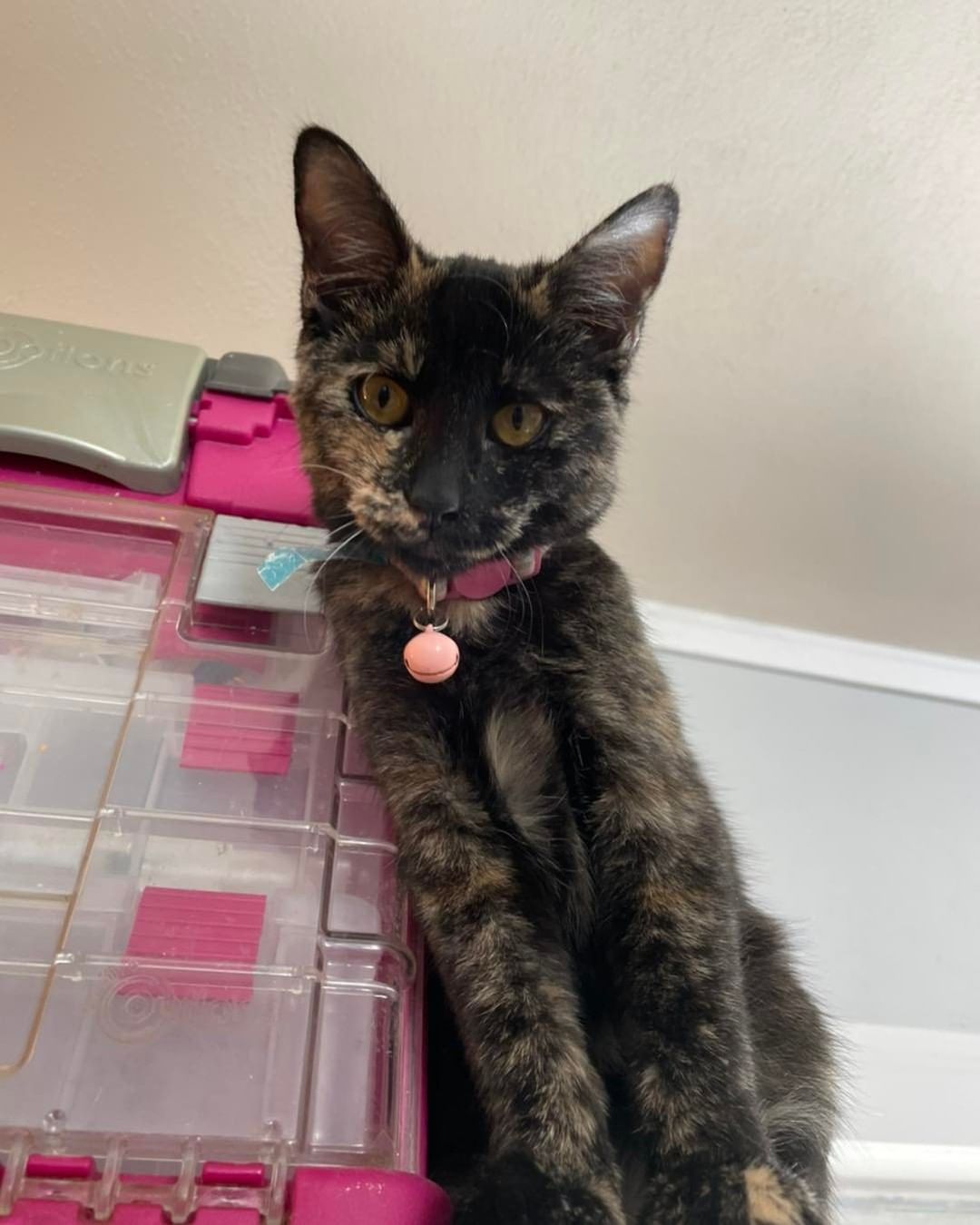 Lots of babies waiting for that one hooman that takes a chance on them! You never know if you’ll find the love of your life at Too Cute Kitten Rescue!! 😻😽😺💝

If interested fill out application here—->
https://www.shelterluv.com/matchme/adopt/TCKR/Cat
And contact us for a meet and greet ☺️at 760-335-8000