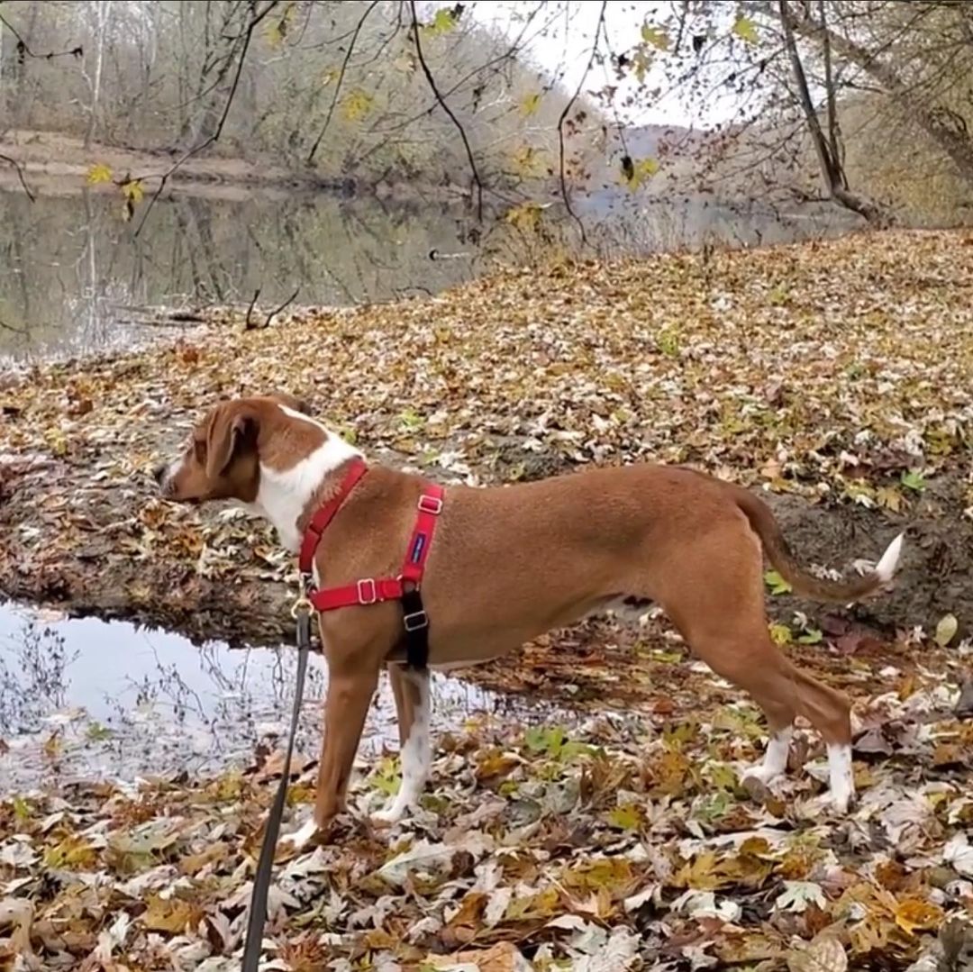 Sweet Potato went on the best adventure this morning! Despite a bit of a chill in the air, he was happy to hit the trails with one of our volunteers. She reports that Sweet Potato was a star on the leash and loved exploring the river banks - so many good smells!

Sweet Potato is part of our “Adopt a Cat - We Will Bake You A Pie” promotion (we know he’s a dog, we just really love this goofy boy and want him to find a home for Thanksgiving) so come meet him today! His adoption fee is waived through 11/23 AND we will bake you a delicious pie to enjoy if you adopt him. 

We are open for adoptions 11am-6pm, learn more about our available animals and adoption process on our website, link in bio!
<a target='_blank' href='https://www.instagram.com/explore/tags/adopt/'>#adopt</a> <a target='_blank' href='https://www.instagram.com/explore/tags/shelterpets/'>#shelterpets</a> <a target='_blank' href='https://www.instagram.com/explore/tags/loudouncounty/'>#loudouncounty</a> <a target='_blank' href='https://www.instagram.com/explore/tags/loudounlovesanimals/'>#loudounlovesanimals</a>