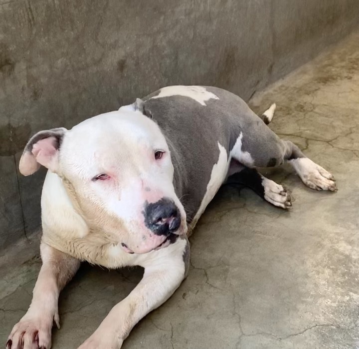Meet Violet <a target='_blank' href='https://www.instagram.com/explore/tags/A1994535/'>#A1994535</a>. She was pulled from the SLA shelter today.  We received multiple messages from SLA volunteers telling us she was having issues breathing, her toenails were blue, and she was declining rapidly.  The Shelter vet diagnosed her w pneumonia and she was given a deadline today, if she even lasted that long.  We grabbed her up and got her into the ICU where she was placed in an oxygen tent, on IV antibiotics and round the clock care. It would have been impossible to save this girl without the huge effort from the SLA volunteers, Sandra, Dharma and Heidi. It was Heidi who found Violet this am and ran for help.  We were thankful for the rapid processing of her out by the shelter staff and Heidi ‘s transport of her to the ER since we were not local and did not have enough time to get to the shelter and get her out. Not only does this girl have a lot of support from the volunteers, but she has our guardian angel looking over her; always willing to step in and help save the lives of so many dogs. We have spoken several times to the vet caring for her since her admit this afternoon. Violet is a very sick girl. Fingers crossed she gets through the night. Updates to follow.