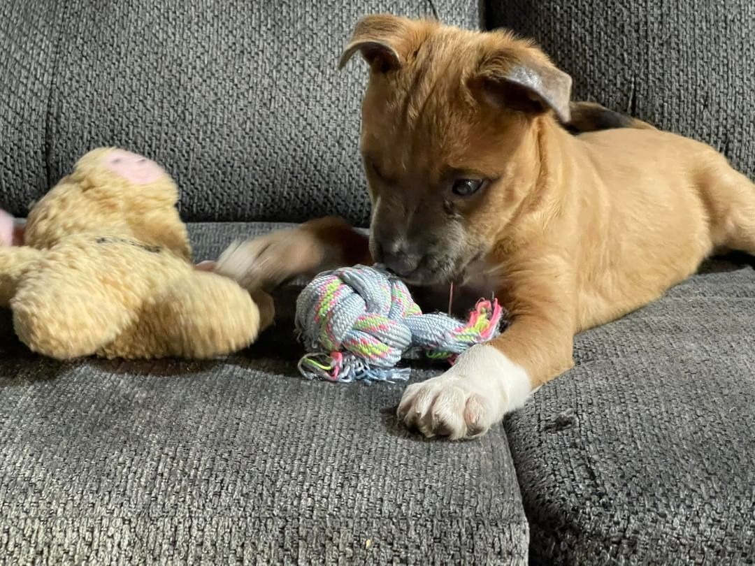 My name is Puddin. I am a three month old female mix pup that loves to play! My foster family lets me have tons of playtime with kids of all ages. I like other dogs but have not been introduced to cats yet (foster does not have cats). I know the command to sit and come. I am working on walking on a leash. I have a bad eye and I can’t see out of it but it does not hurt or slow me down. I am working on potty training and still have a few mistakes but getting better everyday. I love to cuddle up on your lap and follow you around everywhere you go. Be sure to visit our website to complete your application for pre-approval. https://michelesrescue.com/ 
.
.
<a target='_blank' href='https://www.instagram.com/explore/tags/michelesrescue/'>#michelesrescue</a> <a target='_blank' href='https://www.instagram.com/explore/tags/michelesrescuepawz/'>#michelesrescuepawz</a> <a target='_blank' href='https://www.instagram.com/explore/tags/michelesrescueonfacebook/'>#michelesrescueonfacebook</a> <a target='_blank' href='https://www.instagram.com/explore/tags/michelesrescueoninstgram/'>#michelesrescueoninstgram</a> <a target='_blank' href='https://www.instagram.com/explore/tags/michelesrescueoffacebook/'>#michelesrescueoffacebook</a> <a target='_blank' href='https://www.instagram.com/explore/tags/michelesrescueofinstgram/'>#michelesrescueofinstgram</a> <a target='_blank' href='https://www.instagram.com/explore/tags/beahero/'>#beahero</a> <a target='_blank' href='https://www.instagram.com/explore/tags/spayandneuter/'>#spayandneuter</a> <a target='_blank' href='https://www.instagram.com/explore/tags/pinkpawz/'>#pinkpawz</a> <a target='_blank' href='https://www.instagram.com/explore/tags/blackpawz/'>#blackpawz</a> <a target='_blank' href='https://www.instagram.com/explore/tags/whitepawz/'>#whitepawz</a> <a target='_blank' href='https://www.instagram.com/explore/tags/adoptdontshop/'>#adoptdontshop</a>