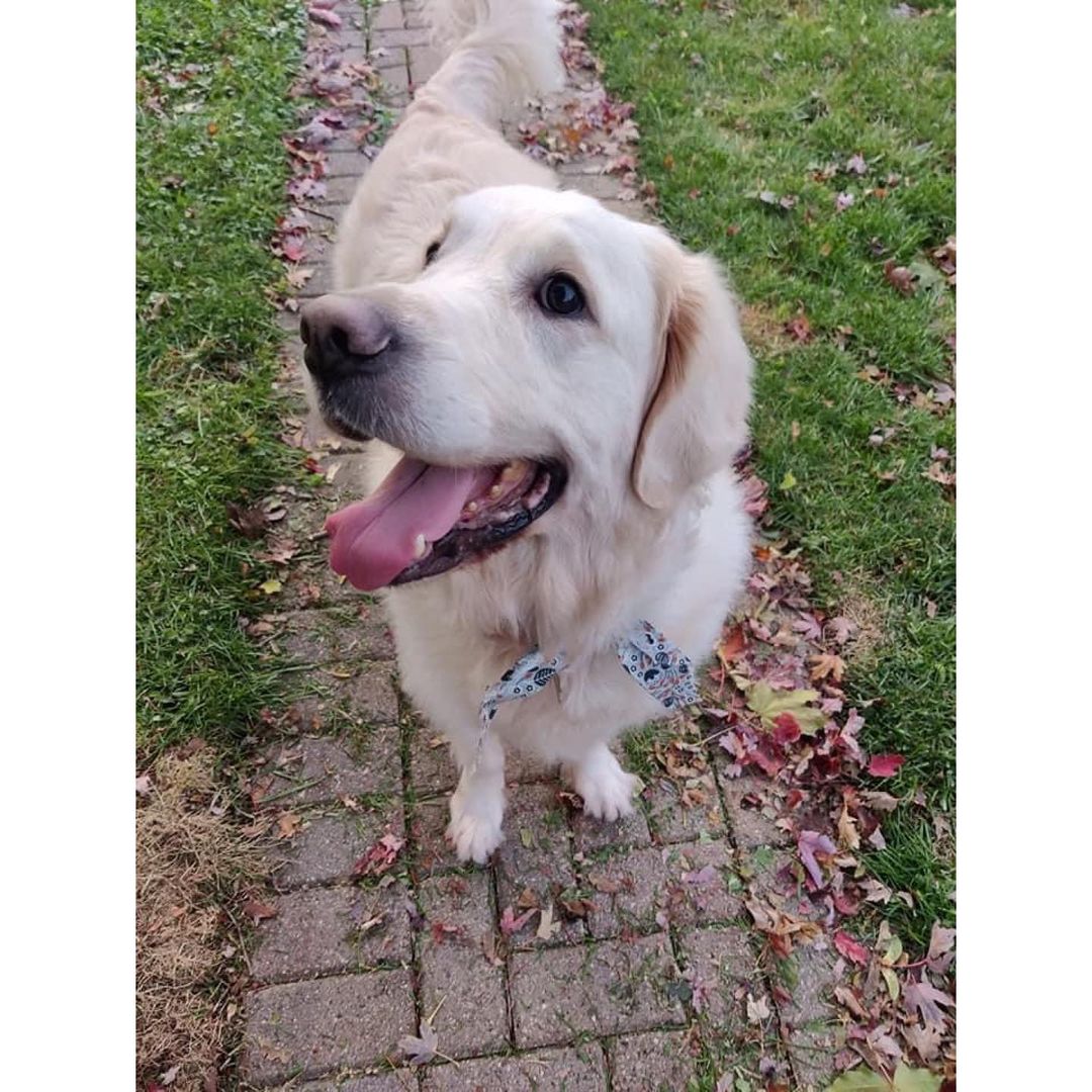 It’s true, we’ve got a Golden in residence! Please read his entire bio to ensure he would be a good fit for your home before applying:

My name is Tyler. I am a 5yo Golden Retriever and I weigh 94lbs. I’m at SCCR because my human got sick and had to go to a different place to live and I wasn’t allowed to go. I am hoping for a home where I can get lots of love and attention and be with my human as much as possible.
 
Foster Mom says I should be honest so I am going to tell you all about me — the good and the not-so-good. I am completely housebroken and will adjust to your schedule. I am good at waiting until you are ready to go for a walk or to let me into your backyard. 

I am choosy about my food; Foster Mom has found a food I really like and any treats fall into my tasty food category. As for my crate, you may have to coax me into it but once I’m in it’s okay. Foster Mom puts me in there when she isn’t home and I sleep in it at night. During the day, I can nap wherever if she’s home; she even allows me on furniture.

I’m okay with other dogs but I don’t care to play. If they get too close or they try to entice me to play I will run away from them. I’m just not interested. I do love my toys and usually carry one around the house. Loud noises make me a little nervous and I admit that children are not high on my list of enjoyable humans. 
 
I love my walks. Foster Mom is working with me on not pulling on leash. I’m learning. Oh, and I have some allergies but they seem to be under control with Apoquel. My ears take the brunt of the allergies so you may have to put drops in them from time to time. I’m used to it and won’t put up much of a fuss. 
 
Are you a grown-up? Generous with ear scratches and belly rubs? Do you have a pantry well-stocked with yummy treats? And, most importantly, are you looking for someone to love? Look no further. I’m right here.