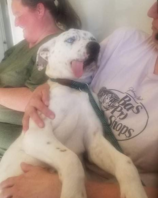 Very sad story for you all but could have a happy ending!!! Let’s get this sweet boy a foster home and possibly a furever home fir Christmas!!! He is a sweetheart at 10 months old. He was kicked in the head as a younger pup which broke his jaw requiring surgery/wired shut. Recovered…is very talkative and needs a special adopter… one who has patience, he eats 4 health food which should not be changed:) If you would like to foster this sweet boy.. fill out an application!!! Michelesrescue.com