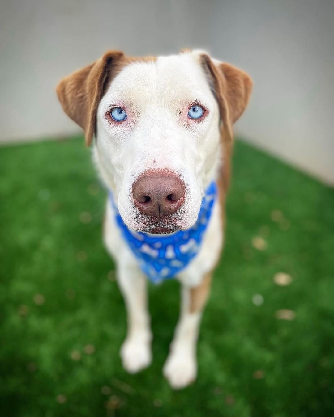 Wesley has been waiting 285 days to find his forever home 🥺

This sweet boy is a heart stealer! He is so much fun to be around and will play fetch however long you want! He is extremely smart and eager to learn new things. He would enjoy dogs parks, camping or even agility training! Wesley is great with other dogs and people, but is looking for a home without cats. 

A shelter environment can be so stressful for active dogs like Wesley, being cooped up for 22 hours a day. We are starting to see this take quite a toll on him and he needs a hero to get him out. 

So if you have been looking for that next adventure buddy, head on over to our website to submit an adoption application! 
www.hillcountryspca.com