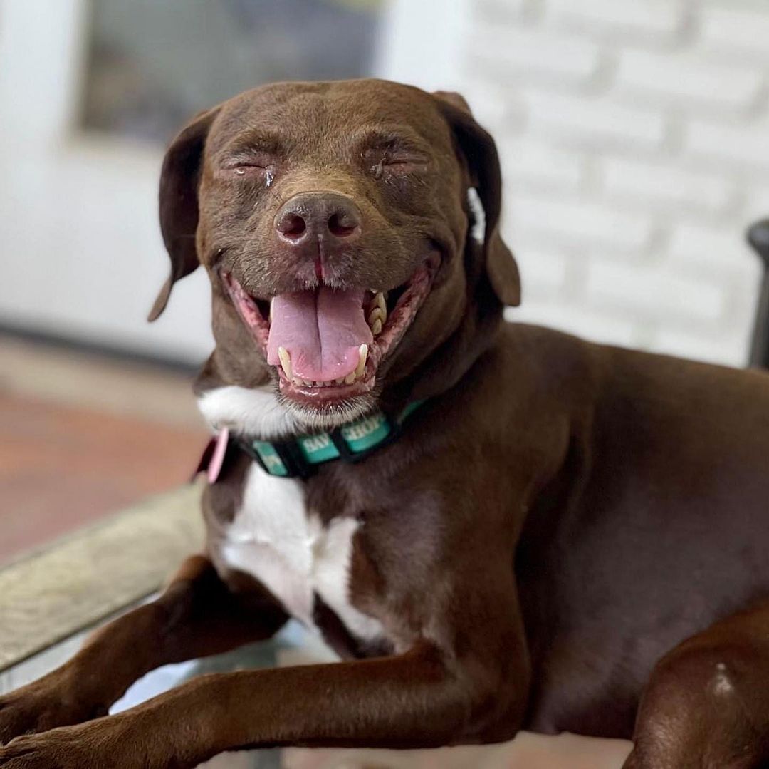 This smile is priceless ❤️ Meet Ranelle! 

Ranelle is a gorgeous, chocolate possibly Beagle and Pointer mix. She is approximately 3 years old.  She loves to play with her foster sibling and would do best in a house with another dog.  We have been working on potty training the last few weeks and she does pretty good as long as she is taken out regularly. She would do best in a house with no children. She is such a sweet girl who is patiently waiting for her permanent home.

Apply to adopt Ranelle at savinghoperescue.org/adopt