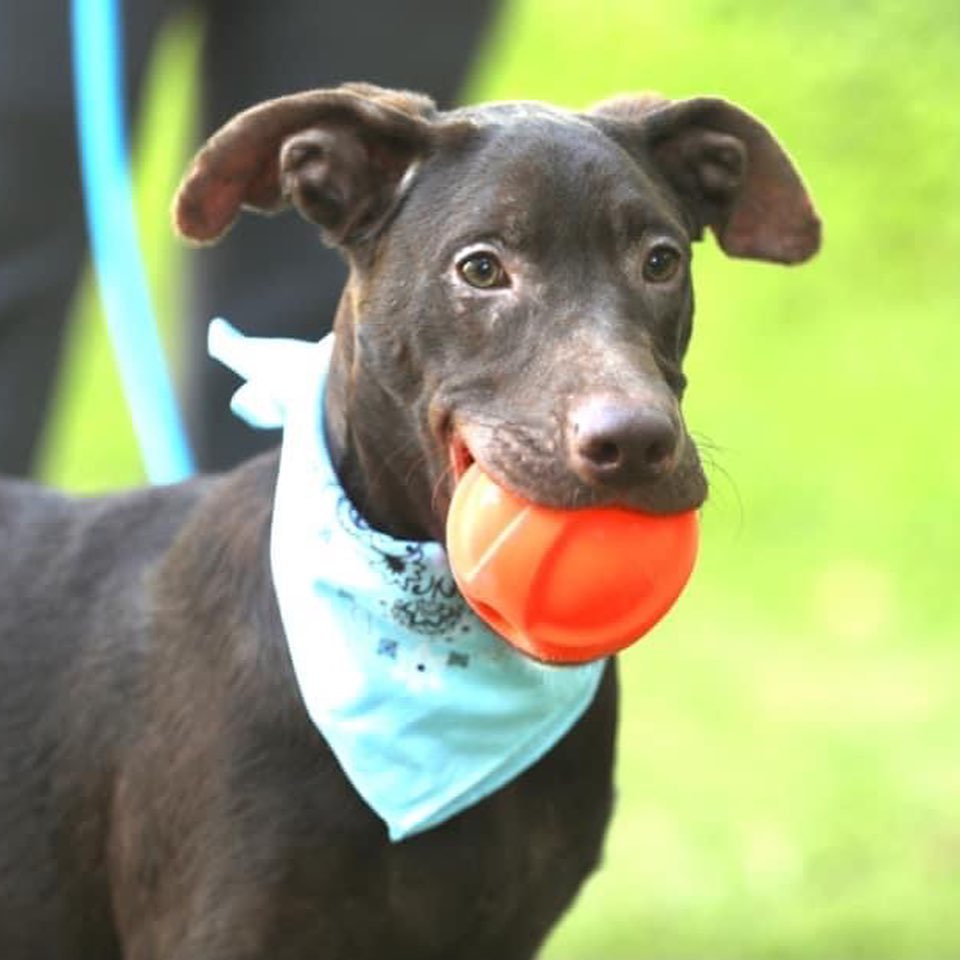 😍 Do you believe in love at first sight? I do!  If you believe, then we can become family.  I think that’s what I recall my foster mama saying.  She said I’m a good boy, and when my forever family finds me, they’re going to love me forever.  So I took these photos in hopes that you can see that I am the love of your life! 

My name is Darby, and I’m eight months old. I am intelligent, gentle, loving, and very friendly!  I love going on walks, playing fetch, or meeting up with my dog friends at the park.  I would be a perfect addition to your family.  I promise to be the most perfect boy ever! Apply today.  I can’t wait to meet you. 

To apply, please go to link tree in our bio or www.NYCSecondchancerescue.org

<a target='_blank' href='https://www.instagram.com/explore/tags/becausetheymatter/'>#becausetheymatter</a>