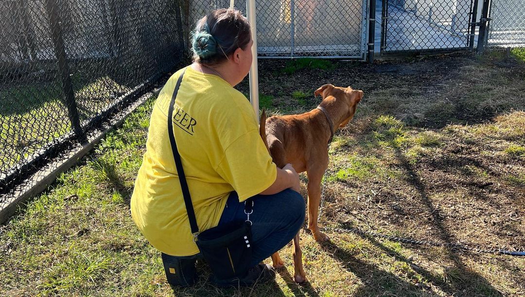 🐾VOLUNTEER & ADOPTABLE DOG FEATURE!🐾 Diane from Barkside Training is one of our wonderful certified trainers that volunteers her time working with our shelter animals (along with guiding and educating staff/other volunteers.) Today Diane is working with adoptable dog Chupacabra, on the touch command, leash desensitization, and some of his handling sensitivities. Originially a stray, Chupacabra quickly became overstimulated with the hustle and bustle of shelter life which shows in his kennel presence. Now that Diane has began his training journey you can see how engaging, wiggly, smart, and so very sweet he is! 

Chupacabra needs an experienced adopter that can be patient and guide him during his decompression period once home. Not ready to adopt just yet? Chupacabra can also be fostered! Email fosterNACC@norfolk.gov for all the details!

Interested in dedicating your time to animals in need also? Head to our website at www.norfolk.gov/NACC to fill out a volunteer application. We are actively recruiting and training volunteers. 

<a target='_blank' href='https://www.instagram.com/explore/tags/adoptnacc/'>#adoptnacc</a> <a target='_blank' href='https://www.instagram.com/explore/tags/fosternacc/'>#fosternacc</a> 
☎️ 757-441-5505
📧 nacc@norfolk.gov
📍 5585 Sabre Road Norfolk, Virginia 23502