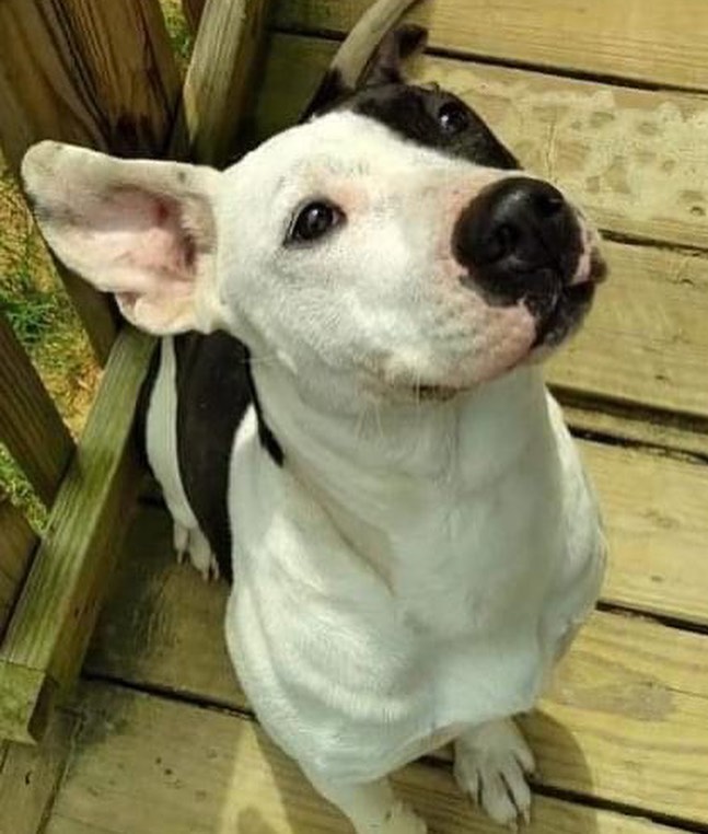 Noodle is ready to spend the holidays with a family!  Noodle has been with FTTF for 7 months and she is in need of a foster home within 60 miles of Dallas, GA or a forever family!  <a target='_blank' href='https://www.instagram.com/explore/tags/NoodleThePitbull/'>#NoodleThePitbull</a> <a target='_blank' href='https://www.instagram.com/explore/tags/FTTF/'>#FTTF</a> <a target='_blank' href='https://www.instagram.com/explore/tags/fosteringsaveslives/'>#fosteringsaveslives</a> <a target='_blank' href='https://www.instagram.com/explore/tags/AdoptNoodle/'>#AdoptNoodle</a> <a target='_blank' href='https://www.instagram.com/explore/tags/fttfpitbull/'>#fttfpitbull</a>

Name: Noodle 
Breed: Pitbull Mix 
DOB: 4/14/2020 (1 year & 7 months old)
Weight: 50 pounds 
Location: Dallas, GA 
Noodle was a stray in Dallas, GA that couldn't be caught for months. A lady finally caught her, took her to our vet to be checked out on 4/14/2021 and we ran into her there. Poor Noodle was loaded with hookworms, tapeworms, tested positive for heartworms, had mange with severe hair loss, itching and red skin. She needed more care than the lady could handle so once her stray hold was up she became part of the FTTF Family in April 2021.
She is a beautiful, black & white, female 1.5 year old pitbull that weighs about 50 pounds. She had a rough start at life but is truly resilient and has spunk for life! She desperately needs a foster home or a forever home that can work on socializing her, teaching her basic training, manners and regularly get her exercise so she can burn off energy! This will all help her confidence! She was failed by humans but she has the will and desire to do better. She is crate trained and housebroken. She is more alpha than submissive and would probably do best with a male dog her size that can handle active play. She would also do fine as an only dog. Noodle completed her heartworm treatment on 6/7/21 & 6/8/21 and completed her crate rest post treatment. We wanted to give her some time to get healthy so she is scheduled to be spayed on 12/8/2021 and will be ready to go to a new home in time for Christmas!. She is a little unsure at times and takes a few minutes to warm up to new people. We know this girl will thrive in a home - we just have to find her one! 
Adoption fee is $300.00. If you are interested in fostering her, learning more about or adopting Noodle please complete an adoption or foster application at: https://www.friendstotheforlorn.org.  If you have any questions please email Holly at Holly@friendsotheforlorn.org