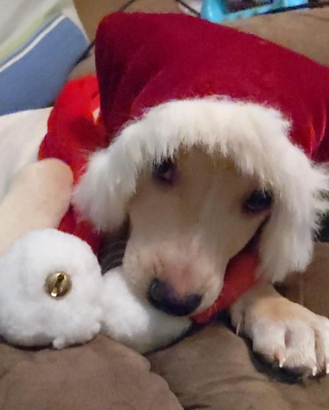 Butters is having a great time getting ready to deliver presents for Christmas 🤣🥰

💕
Get your applications in!
https://www.causendogrescue.org/adoption-application.html 
🐾
💕
🐾
We only do meet and greets for approved applications.

Adoption fee is $250.

All dogs will be Up-to-date on Shots, worming, Spayed/Neutered and Microchipped.  We will also do random, periodic vet checks to ensure all dogs adopted from us continue to have the best care.  We will check for any follow up visits needed and that they are on a monthly Heartworm Prevention.

If you rent or own a home, we prefer you to have a fenced in yard. 

Apartment living is also ok but prefer a fenced in area if close to the road.
All adults in the home will need to know they are getting a dog and will need to sign the adoption agreement.
We do not adopt to college students with multiple roommates. 
Military will need to provide a backup plan.
We require all pets in the home to be spay and/or neutered. Because too many dogs are being killed, due to there not being enough homes per dog in need. Only the lucky ones end up here.