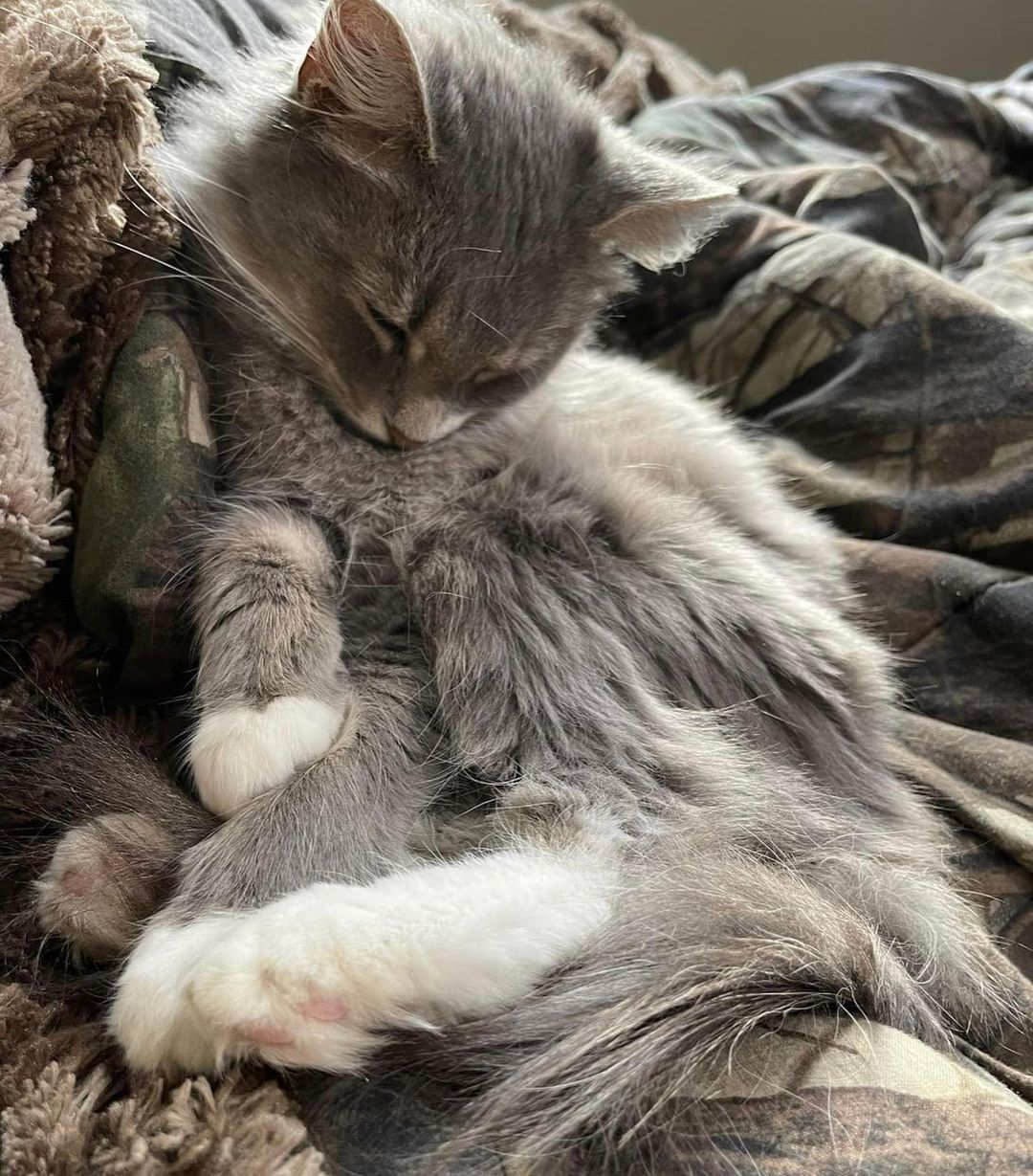This beautiful little girl is 6 months old and fully vetted to find her new home. She gets along ok with the cats and dogs in her foster home, but loves all the attention. She is super lovable and would love to be held and petted all day. If interested in Pepper, you can fill out an application at www.apa-pets.org
❤️🐾😻

<a target='_blank' href='https://www.instagram.com/explore/tags/adoptionsaveslives/'>#adoptionsaveslives</a> <a target='_blank' href='https://www.instagram.com/explore/tags/startastoryadopt/'>#startastoryadopt</a> <a target='_blank' href='https://www.instagram.com/explore/tags/adoptdontshop/'>#adoptdontshop</a> <a target='_blank' href='https://www.instagram.com/explore/tags/adoptables/'>#adoptables</a> <a target='_blank' href='https://www.instagram.com/explore/tags/adoptanadultcat/'>#adoptanadultcat</a> <a target='_blank' href='https://www.instagram.com/explore/tags/rescuecatsofig/'>#rescuecatsofig</a> <a target='_blank' href='https://www.instagram.com/explore/tags/rescuecat/'>#rescuecat</a> <a target='_blank' href='https://www.instagram.com/explore/tags/rescuecatsrock/'>#rescuecatsrock</a> <a target='_blank' href='https://www.instagram.com/explore/tags/rescuecats/'>#rescuecats</a> <a target='_blank' href='https://www.instagram.com/explore/tags/rescuecatsofinstagram/'>#rescuecatsofinstagram</a><a target='_blank' href='https://www.instagram.com/explore/tags/rescuecatsarethebest/'>#rescuecatsarethebest</a> <a target='_blank' href='https://www.instagram.com/explore/tags/rescuecatsrule/'>#rescuecatsrule</a> <a target='_blank' href='https://www.instagram.com/explore/tags/sheltercatsofinstagram/'>#sheltercatsofinstagram</a> <a target='_blank' href='https://www.instagram.com/explore/tags/sheltercatsrule/'>#sheltercatsrule</a> <a target='_blank' href='https://www.instagram.com/explore/tags/sheltercatsrock/'>#sheltercatsrock</a> <a target='_blank' href='https://www.instagram.com/explore/tags/sheltercats/'>#sheltercats</a> <a target='_blank' href='https://www.instagram.com/explore/tags/sheltercatsarethebest/'>#sheltercatsarethebest</a> <a target='_blank' href='https://www.instagram.com/explore/tags/jeffersonvilleindiana/'>#jeffersonvilleindiana</a> <a target='_blank' href='https://www.instagram.com/explore/tags/jeffersonville/'>#jeffersonville</a> <a target='_blank' href='https://www.instagram.com/explore/tags/southernindiana/'>#southernindiana</a>
