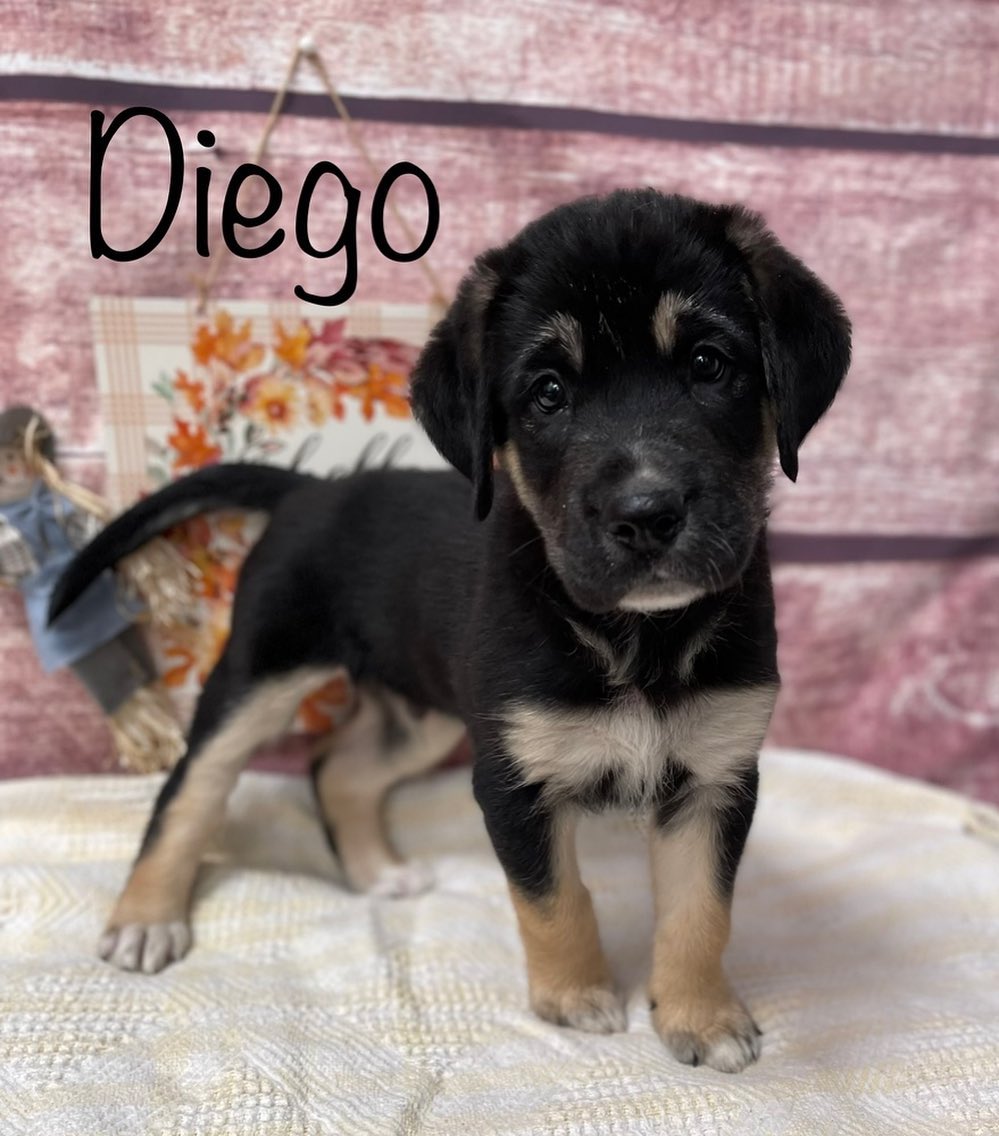 Look at this cute little guy! Diego is a 3 month old shepherd mix puppy who is 12lbs. He’s the sweetest little guy and ready to find his forever family! He will be able to go home in a week or so.
 
If you are interested in adopting or viewing our available dogs, please visit crossyourpaws.com. 

<a target='_blank' href='https://www.instagram.com/explore/tags/cyprescue/'>#cyprescue</a> <a target='_blank' href='https://www.instagram.com/explore/tags/crossyourpaws/'>#crossyourpaws</a> <a target='_blank' href='https://www.instagram.com/explore/tags/crossyourpawsrescue/'>#crossyourpawsrescue</a> <a target='_blank' href='https://www.instagram.com/explore/tags/rescue/'>#rescue</a>  <a target='_blank' href='https://www.instagram.com/explore/tags/muttsofinstagram/'>#muttsofinstagram</a> <a target='_blank' href='https://www.instagram.com/explore/tags/dogsofinstagram/'>#dogsofinstagram</a> <a target='_blank' href='https://www.instagram.com/explore/tags/dogsofinsta/'>#dogsofinsta</a> <a target='_blank' href='https://www.instagram.com/explore/tags/instadog/'>#instadog</a> <a target='_blank' href='https://www.instagram.com/explore/tags/instagramdogs/'>#instagramdogs</a> <a target='_blank' href='https://www.instagram.com/explore/tags/rescuedogsofinstagram/'>#rescuedogsofinstagram</a> <a target='_blank' href='https://www.instagram.com/explore/tags/adoptdontshop/'>#adoptdontshop</a> <a target='_blank' href='https://www.instagram.com/explore/tags/dogsofpittsburgh/'>#dogsofpittsburgh</a> <a target='_blank' href='https://www.instagram.com/explore/tags/pittsburghdogs/'>#pittsburghdogs</a> <a target='_blank' href='https://www.instagram.com/explore/tags/rescuedog/'>#rescuedog</a> <a target='_blank' href='https://www.instagram.com/explore/tags/spayandneuter/'>#spayandneuter</a> <a target='_blank' href='https://www.instagram.com/explore/tags/fosteringsaveslives/'>#fosteringsaveslives</a> <a target='_blank' href='https://www.instagram.com/explore/tags/rescuedismyfavoritebreed/'>#rescuedismyfavoritebreed</a> <a target='_blank' href='https://www.instagram.com/explore/tags/diego/'>#diego</a> <a target='_blank' href='https://www.instagram.com/explore/tags/puppiesofinstagram/'>#puppiesofinstagram</a> <a target='_blank' href='https://www.instagram.com/explore/tags/puppiesofinsta/'>#puppiesofinsta</a> <a target='_blank' href='https://www.instagram.com/explore/tags/puppiesofig/'>#puppiesofig</a> <a target='_blank' href='https://www.instagram.com/explore/tags/shepherdsofinstagram/'>#shepherdsofinstagram</a> <a target='_blank' href='https://www.instagram.com/explore/tags/shepherdmix/'>#shepherdmix</a>