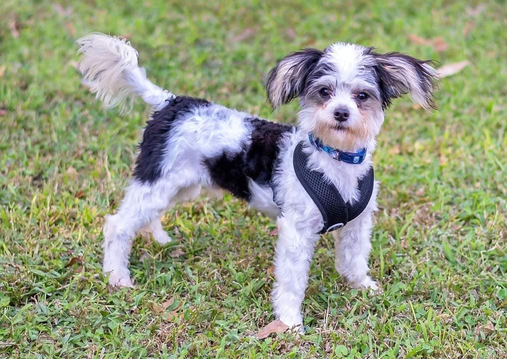 Chip is an 8 month old, 6.5 lb. male Maltese/Chihuahua Mix, neutered, microchipped, up-to-date on vaccines and heartworm negative.  He is high energy and timid, not potty trained, but very playful and sweet.  Good vet history, a securely fenced yard, and a live or virtual home visit will be required for adoption.  Fee: $250.  Apply online:  http://secondchancedogrescuela.org/adopt-a-dog-2/adoption-application/. Thank you for sharing this pet! 

📷 @bridgethmayo 

<a target='_blank' href='https://www.instagram.com/explore/tags/scdrla/'>#scdrla</a> <a target='_blank' href='https://www.instagram.com/explore/tags/adoptdontshop/'>#adoptdontshop</a> <a target='_blank' href='https://www.instagram.com/explore/tags/stopeuthanasia/'>#stopeuthanasia</a> <a target='_blank' href='https://www.instagram.com/explore/tags/rescuedogsofinstagram/'>#rescuedogsofinstagram</a> <a target='_blank' href='https://www.instagram.com/explore/tags/rescuerocks/'>#rescuerocks</a> <a target='_blank' href='https://www.instagram.com/explore/tags/rescuerehabrehome/'>#rescuerehabrehome</a> <a target='_blank' href='https://www.instagram.com/explore/tags/spayandneuteryourpets/'>#spayandneuteryourpets</a> <a target='_blank' href='https://www.instagram.com/explore/tags/unconditionallove/'>#unconditionallove</a> <a target='_blank' href='https://www.instagram.com/explore/tags/puppylove/'>#puppylove</a> <a target='_blank' href='https://www.instagram.com/explore/tags/fosteringsaveslives/'>#fosteringsaveslives</a> <a target='_blank' href='https://www.instagram.com/explore/tags/dogsofinstagram/'>#dogsofinstagram</a> <a target='_blank' href='https://www.instagram.com/explore/tags/goteamsecondchancebr/'>#goteamsecondchancebr</a>