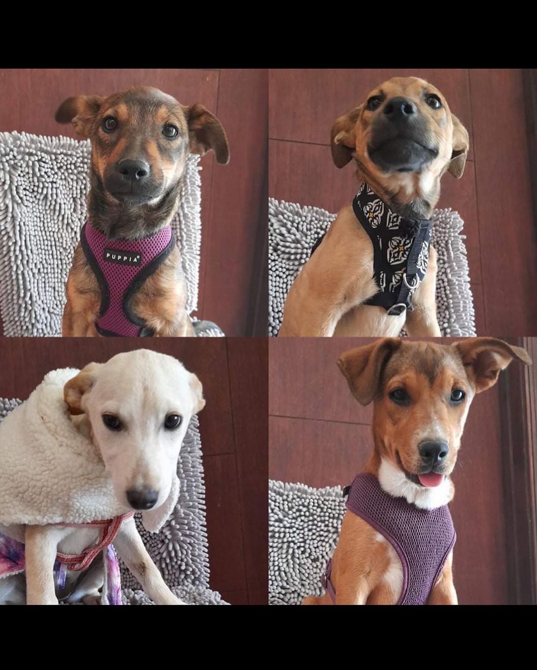 🐾💚Adopters Needed💚🐾 Flintstones, meet the Flintstones! Have a yabba-yabba-doo time!
These Labrador Retriever/Shepherd mix puppies are ready for their forever families. 
<a target='_blank' href='https://www.instagram.com/explore/tags/amazingstraysrescue/'>#amazingstraysrescue</a>

If you are interested, please fill out an Application on our website- amazingstraysrescue.org

🐾All supplies and an amazing support team included! 

🐾 Please share this on your social media 

🐾 Want to help? All of our incoming dogs have medical bills to be paid! You could sponsor a spay or neuter!

🐾 Fostering even for just two weeks is extremely helpful to a dog in need!

🐾 All supplies included!

<a target='_blank' href='https://www.instagram.com/explore/tags/RescueDog/'>#RescueDog</a> <a target='_blank' href='https://www.instagram.com/explore/tags/AdoptDontShop/'>#AdoptDontShop</a> <a target='_blank' href='https://www.instagram.com/explore/tags/RescuePuppy/'>#RescuePuppy</a> <a target='_blank' href='https://www.instagram.com/explore/tags/ForTheLoveOfDogs/'>#ForTheLoveOfDogs</a> <a target='_blank' href='https://www.instagram.com/explore/tags/GetInvolved/'>#GetInvolved</a> <a target='_blank' href='https://www.instagram.com/explore/tags/Donate/'>#Donate</a> <a target='_blank' href='https://www.instagram.com/explore/tags/Volunteer/'>#Volunteer</a> <a target='_blank' href='https://www.instagram.com/explore/tags/FosteringSavesLives/'>#FosteringSavesLives</a> <a target='_blank' href='https://www.instagram.com/explore/tags/dogsofinstagram/'>#dogsofinstagram</a> <a target='_blank' href='https://www.instagram.com/explore/tags/dogsofinsta/'>#dogsofinsta</a> <a target='_blank' href='https://www.instagram.com/explore/tags/asradoptme/'>#asradoptme</a>