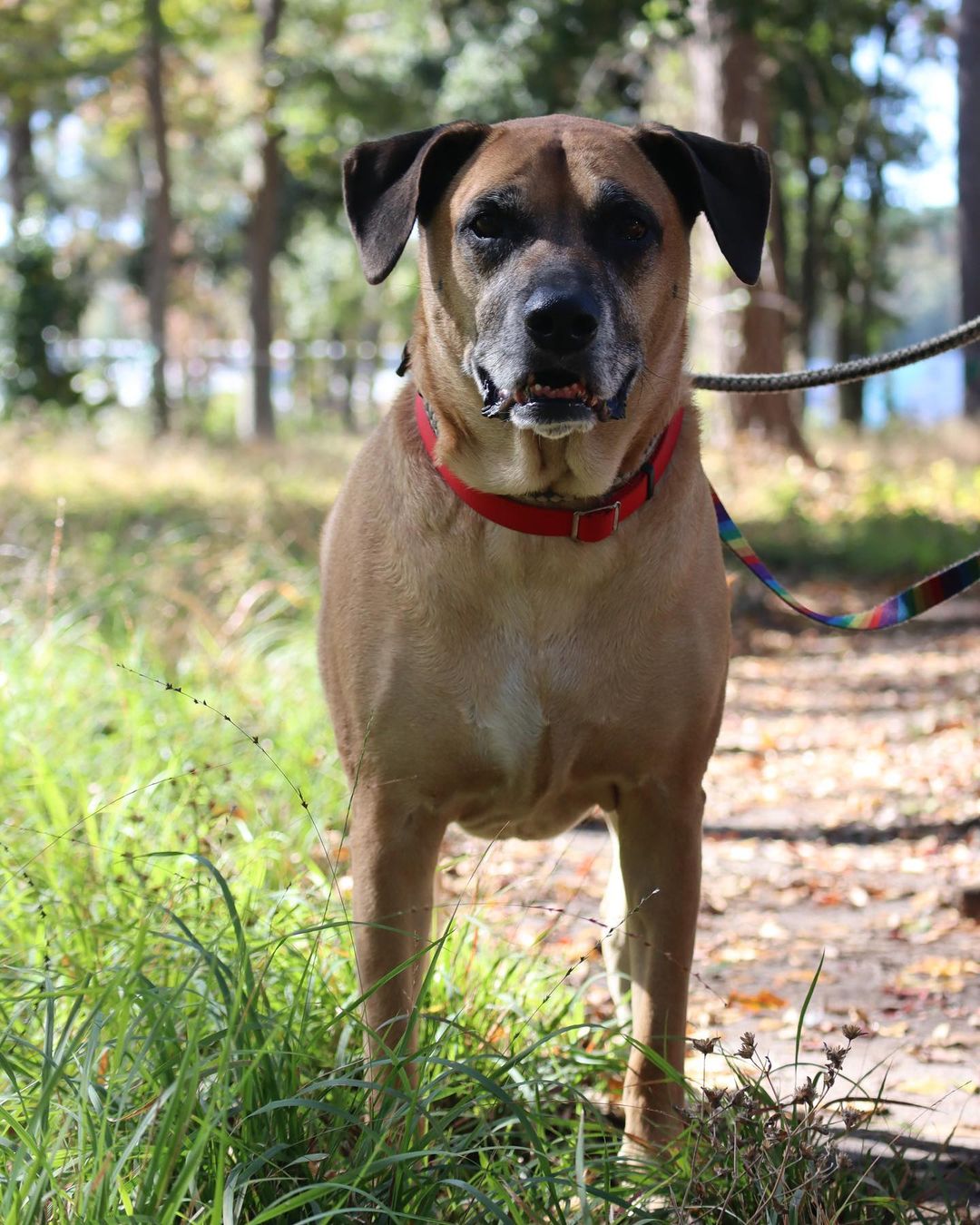 Frank, you’re too good of a boy to be here 💙

This 7 year old lab/shepherd mix king just wants to rule one thing and one thing only…. all of your love 👑

Frank still has a moderate energy level, making him equally game for a day on the couch or a nice long walk at the park 🛋🚶🏞

Please give this Marmaduke lookalike something to be thankful for this week and stop by the shelter from 12-6 today!

Learn more at pethelpers.org 💙

.
.
.
.
.

<a target='_blank' href='https://www.instagram.com/explore/tags/marmaduke/'>#marmaduke</a> <a target='_blank' href='https://www.instagram.com/explore/tags/adopt/'>#adopt</a> <a target='_blank' href='https://www.instagram.com/explore/tags/labmix/'>#labmix</a> <a target='_blank' href='https://www.instagram.com/explore/tags/lab/'>#lab</a> <a target='_blank' href='https://www.instagram.com/explore/tags/shepherd/'>#shepherd</a> <a target='_blank' href='https://www.instagram.com/explore/tags/shepherdmix/'>#shepherdmix</a> <a target='_blank' href='https://www.instagram.com/explore/tags/seniordog/'>#seniordog</a> <a target='_blank' href='https://www.instagram.com/explore/tags/adoptdontshop/'>#adoptdontshop</a> <a target='_blank' href='https://www.instagram.com/explore/tags/adopt/'>#adopt</a> <a target='_blank' href='https://www.instagram.com/explore/tags/rescue/'>#rescue</a> <a target='_blank' href='https://www.instagram.com/explore/tags/rescuedogsofinstagram/'>#rescuedogsofinstagram</a> <a target='_blank' href='https://www.instagram.com/explore/tags/rescuedismyfavoritebreed/'>#rescuedismyfavoritebreed</a> <a target='_blank' href='https://www.instagram.com/explore/tags/rescuesofinstagram/'>#rescuesofinstagram</a> <a target='_blank' href='https://www.instagram.com/explore/tags/shelter/'>#shelter</a> <a target='_blank' href='https://www.instagram.com/explore/tags/shelterdogsofinstagram/'>#shelterdogsofinstagram</a> <a target='_blank' href='https://www.instagram.com/explore/tags/shelterdog/'>#shelterdog</a> <a target='_blank' href='https://www.instagram.com/explore/tags/shelterdogs/'>#shelterdogs</a> <a target='_blank' href='https://www.instagram.com/explore/tags/sc/'>#sc</a> <a target='_blank' href='https://www.instagram.com/explore/tags/southcarolina/'>#southcarolina</a> <a target='_blank' href='https://www.instagram.com/explore/tags/lowcountry/'>#lowcountry</a> <a target='_blank' href='https://www.instagram.com/explore/tags/charleston/'>#charleston</a>