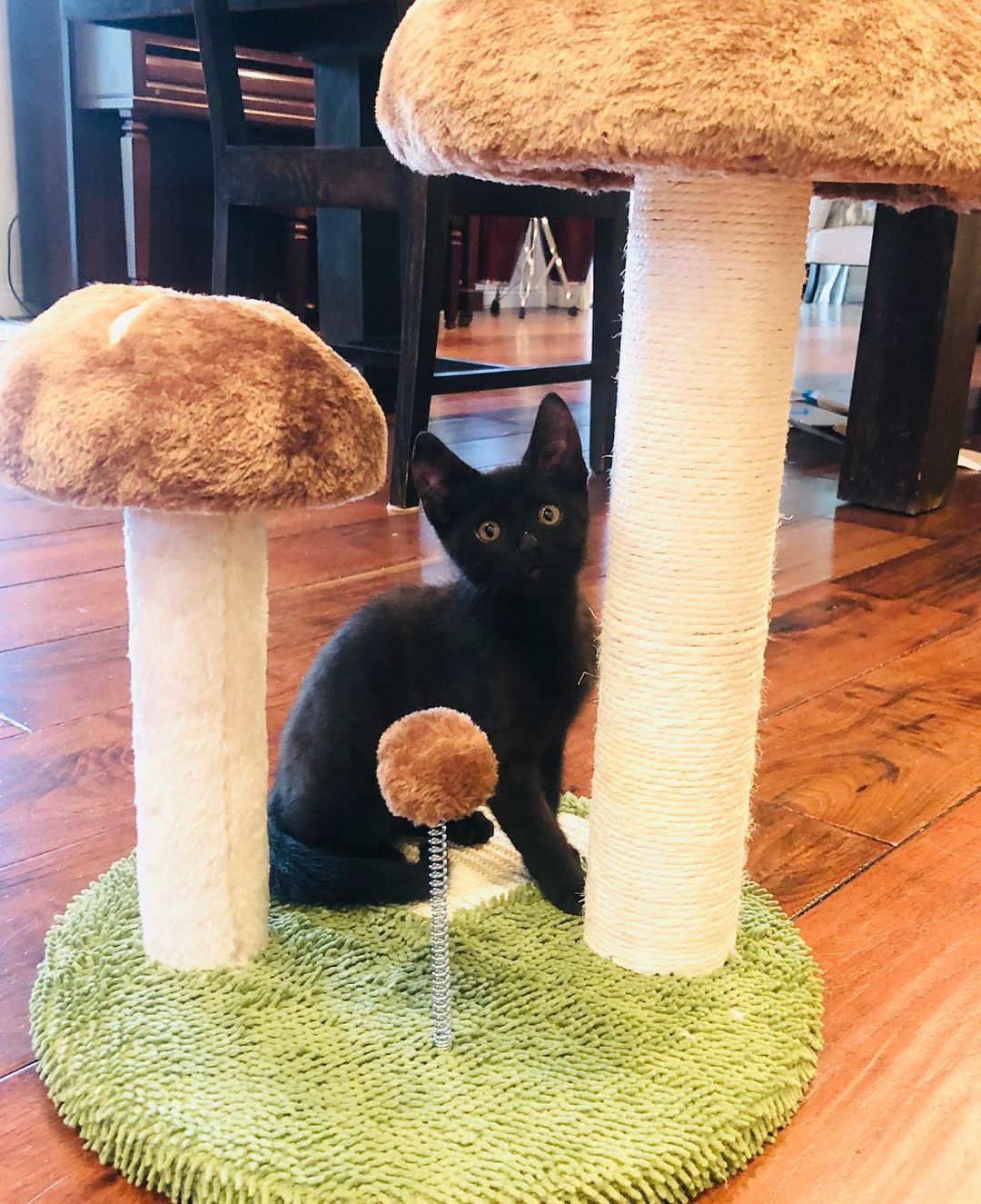 Chowder and Truffles are inseparable brothers  that were rescued from Carson Shelter at the final hour. They were just wee little ones when we rescued them. A few weeks after we got them they started to show signs of ringworm 😳🤦🏻‍♀️ so their adoption was delayed until they were cleared. Well- it’s time!! They are ready to go home! 🖤 All cleared and zero signs of any ringworm for awhile now. ❤️
These 2  spend all their time with their foster family and need a home where they can get lots of love because they want to be with people 24/7. Truffles is a lap
kitten that can never get enough affection. Chowder is crazy, silly and very chatty. They are also both great with the Foster’s adult cats. Anyone would be lucky to add them to their family ❤️
Approx DOB July 21.
.
.
,
,
,
,
.
.
<a target='_blank' href='https://www.instagram.com/explore/tags/carsonsheltersurvivor/'>#carsonsheltersurvivor</a><a target='_blank' href='https://www.instagram.com/explore/tags/littlepanthers/'>#littlepanthers</a><a target='_blank' href='https://www.instagram.com/explore/tags/blackkittensofig/'>#blackkittensofig</a><a target='_blank' href='https://www.instagram.com/explore/tags/minipanthers/'>#minipanthers</a> <a target='_blank' href='https://www.instagram.com/explore/tags/blackkittens/'>#blackkittens</a><a target='_blank' href='https://www.instagram.com/explore/tags/kittensofinstagram/'>#kittensofinstagram</a>もふもふ