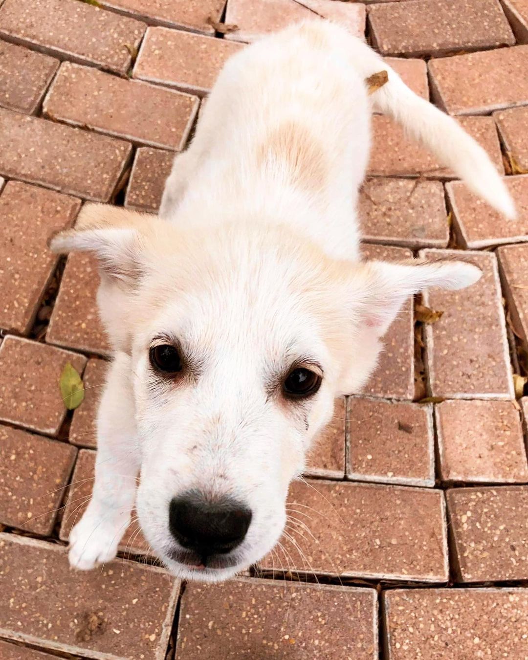 🌟 AVAILABLE 🌟 - Great Pyrenees mix pups 

This sweet trio was found wandering the streets of south Texas. Homeless, super skinny, and covered in fleas. They are now safe with a foster who is taking excellent care of them. They are around 3 months old and appear to be Great Pyrenees mixes. We do not know what they are mixed with and can only guess possibly a Shepherd or retriever breed. They are a sweet bunch of pups who will make great additions to a variety of homes.

Out of the bunch Banksy is the only boy (white/grey spot). He is the most laid back of them all, but still likes to play and be with the other dogs and people. Marti (female, white/cream) is a sweet and smart girl who is happy just about anywhere. She loves attention, but is also happy to go do her own thing and be independent at times. Juno (female, all white) is a very smart girl and catches on to new skills quickly. She is the brave explorer of the bunch and always wants to be involved/check out anything new. 

They all enjoy cuddling, are very food motivated, and happy to play with toys, even a stick in the yard. If you believe one of these puppies would be a fit for you please use the link below to submit an application. 

Adoption Application:
https://airtable.com/shr305FuyR4v4JWQb

Petfinder Link: https://www.petfinder.com/dog/juno-id-number-594-53627969/pa/blue-bell/furry-tales-animal-rescue-pa1105/

Website Link: https://furrytalesrescue.wixsite.com/home

PLEASE note that we are a 100% volunteer foster-based rescue. It may take a few days or up to 1-2 weeks to hear back from us. 

** We are based out of Blue Bell, PA. We allow adoptions to PA, NJ, MD, DE, VA, WV, CT and NY. At this time we do not adopt out to homes who are over ~200 miles from our location. **

<a target='_blank' href='https://www.instagram.com/explore/tags/dog/'>#dog</a> <a target='_blank' href='https://www.instagram.com/explore/tags/rescue/'>#rescue</a> <a target='_blank' href='https://www.instagram.com/explore/tags/rescuedpuppy/'>#rescuedpuppy</a> <a target='_blank' href='https://www.instagram.com/explore/tags/greatpyrenees/'>#greatpyrenees</a> <a target='_blank' href='https://www.instagram.com/explore/tags/greatpyreneesofinstagram/'>#greatpyreneesofinstagram</a> <a target='_blank' href='https://www.instagram.com/explore/tags/greatpyreneespuppy/'>#greatpyreneespuppy</a> <a target='_blank' href='https://www.instagram.com/explore/tags/shepherd/'>#shepherd</a> <a target='_blank' href='https://www.instagram.com/explore/tags/germanshepherd/'>#germanshepherd</a> <a target='_blank' href='https://www.instagram.com/explore/tags/shepherdofinstagram/'>#shepherdofinstagram</a> <a target='_blank' href='https://www.instagram.com/explore/tags/shepherdpuppy/'>#shepherdpuppy</a> <a target='_blank' href='https://www.instagram.com/explore/tags/whitedog/'>#whitedog</a> <a target='_blank' href='https://www.instagram.com/explore/tags/puppyoftheday/'>#puppyoftheday</a> <a target='_blank' href='https://www.instagram.com/explore/tags/puppyoftheweek/'>#puppyoftheweek</a> <a target='_blank' href='https://www.instagram.com/explore/tags/puppylife/'>#puppylife</a> <a target='_blank' href='https://www.instagram.com/explore/tags/puppyofinsta/'>#puppyofinsta</a> <a target='_blank' href='https://www.instagram.com/explore/tags/puppyeyes/'>#puppyeyes</a>