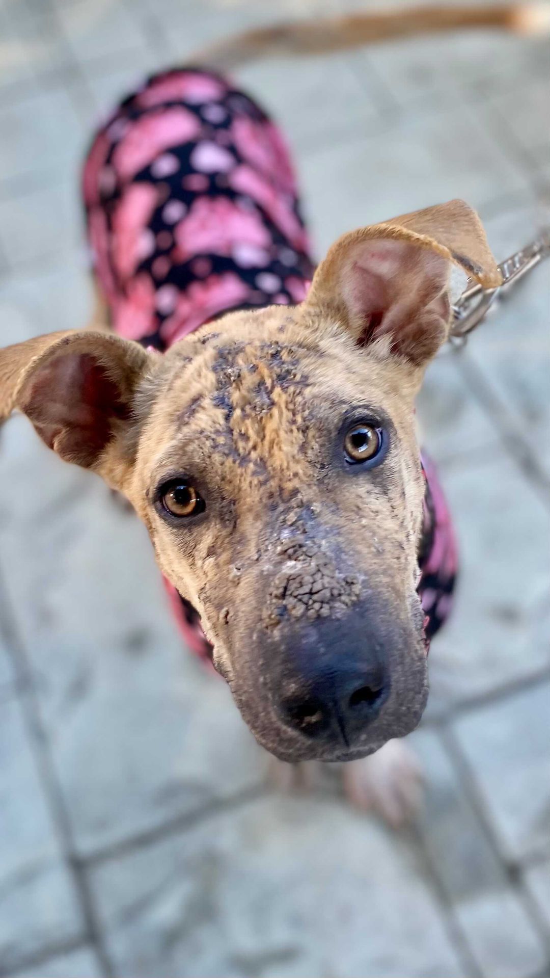 Oh Bogey, we are so proud of you! ❤️🥲

In just 2 weeks, he’s already made such a transformation and that’s all thanks to his wonderful foster, Jenn @foster_fam_92673 🙌

Yes, Bogey’s story and start to life is heartbreaking. However, because of this community, Bogey is well on his way to a better life.

Thank you Jenn for opening your heart and home to this sweet boy! ❤️👏 The baths, emotion, patience…it’s a lot. Your compassion and grit is an inspiration! We’re so grateful for you.

And thank YOU (yes, you reading this!) for your continued support so we can say “yes” to saving dogs like Bogey. It seriously takes all of us working together however we can. We’re beyond grateful for it all and can’t wait to show you Bogey’s full transformation!