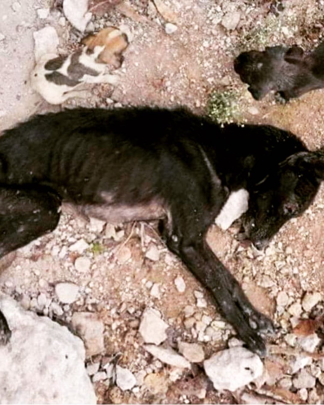 🆘 Warning: disturbing images

At first look one might think it's a carcass...a dead dog at the side of the road. Not yet. In some ways it's almost worse...a young emaciated female that's in the process of dying in part because she's feeding her pups at her own expense.  This is AILA (a name denoting her strength), who is now in the care of our rescue partners in Mexico.  They, and their vets, are doing everything they can to determine the extent of her health issues, and to bring her and the puppies back to good health. Aila can't stand at the moment, but she's trying. We are so hopeful that with good nutrition and vet care she'll soon be able to walk, but it's an unknown at this point.

While the immediate medical costs have been covered, there is an expensive journey ahead.  Testing to discover the extent of her health issues, addressing the health issues, good nutrition and supplements for months, vaccinations for all, boarding, and eventually spay/neutering the Mom and the litter are some of the expenses. This is a lot for the rescuers to take on themselves, so we're asking our followers to contribute if they can.  Donations $20.00 and up will receive a tax receipt 🙏

✔️Donate through bio link above 

✔️etransfer:  info@pawsacrossthewater.ca. 

✔️ www.pawsacrossthewater.ca

Note that it's for AILA, to contribute to the care for her and her babies. 

We'll keep you updated on her progress. Already she's looking so much brighter, so we're really hopeful. When/if Aila is well enough, we're committed to bringing her to Canada. In the meantime we want to be part of her journey to health. We have the deepest respect for her rescuers, who are dealing with this reality on the ground.

<a target='_blank' href='https://www.instagram.com/explore/tags/savealife/'>#savealife</a> <a target='_blank' href='https://www.instagram.com/explore/tags/rescueisbest/'>#rescueisbest</a> <a target='_blank' href='https://www.instagram.com/explore/tags/thisisrescue/'>#thisisrescue</a> <a target='_blank' href='https://www.instagram.com/explore/tags/heartbreaking/'>#heartbreaking</a> <a target='_blank' href='https://www.instagram.com/explore/tags/adopt/'>#adopt</a> <a target='_blank' href='https://www.instagram.com/explore/tags/rescuedogsofinstagram/'>#rescuedogsofinstagram</a> <a target='_blank' href='https://www.instagram.com/explore/tags/rescuesaveslives/'>#rescuesaveslives</a> <a target='_blank' href='https://www.instagram.com/explore/tags/puppylove/'>#puppylove</a> <a target='_blank' href='https://www.instagram.com/explore/tags/doglover/'>#doglover</a>