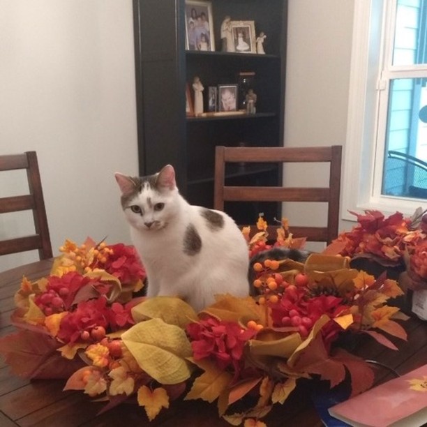 HAPPY TAILS MONDAY!
Lot's of adoptions happening at Cat Rangers.  Here's a few kitties in their new homes.  Thank you to everyone who shares our posts, adopts our kitties, fosters cats and supports Cat Rangers. Happy lives sweet babies.