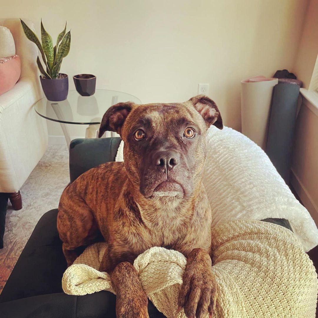 T H O S E  E Y E S 🤎🖤🤎🖤

Have you ever seen such gorgeous amber eyes? Or such a beautiful brindle coat? And can we tell you that this girl is super sweet and well mannered in addition to being this pretty? Why the heck is she still here?!

Martika is a 3 year old boxer mix and we are scratching our heads over here trying to figure out why she hasn’t been adopted. Is it because of her coloring or blocky head? We can assure you there’s only lean-in snuggles and sloppy tongue kisses from this pup, she doesn’t have an aggressive bone in her body despite how meaty she might look.

Martika spent some time in a foster home and was delightful - great on a leash, potty trained, well mannered and expert level couch snuggler. She also proved she’s a worthy patio companion and can hang at any dog-friendly establishment while you socialize with your human friends too! She is great with people and most dogs and only asks for head scratches in return. 

Martika also has her own highlight on our page! Her foster took over our Instagram stories recently, so if you are interested in this sweet girl be sure to scroll through much more information there. And, pleeeease, share this gentle gal with your friends and family so we might match her with her forever home soon. She is so deserving! 🤎🖤🤎🖤🤎

<a target='_blank' href='https://www.instagram.com/explore/tags/adoptme/'>#adoptme</a> <a target='_blank' href='https://www.instagram.com/explore/tags/boxermix/'>#boxermix</a> <a target='_blank' href='https://www.instagram.com/explore/tags/goodgirl/'>#goodgirl</a> <a target='_blank' href='https://www.instagram.com/explore/tags/brindle/'>#brindle</a> <a target='_blank' href='https://www.instagram.com/explore/tags/fosteringsaveslives/'>#fosteringsaveslives</a> <a target='_blank' href='https://www.instagram.com/explore/tags/dogsofstl/'>#dogsofstl</a> <a target='_blank' href='https://www.instagram.com/explore/tags/dogsofstlouis/'>#dogsofstlouis</a> <a target='_blank' href='https://www.instagram.com/explore/tags/rescuedog/'>#rescuedog</a> <a target='_blank' href='https://www.instagram.com/explore/tags/boxerrescue/'>#boxerrescue</a> <a target='_blank' href='https://www.instagram.com/explore/tags/sweetgirl/'>#sweetgirl</a> <a target='_blank' href='https://www.instagram.com/explore/tags/homefortheholidays/'>#homefortheholidays</a> <a target='_blank' href='https://www.instagram.com/explore/tags/foreverfamilyneeded/'>#foreverfamilyneeded</a> <a target='_blank' href='https://www.instagram.com/explore/tags/pickme/'>#pickme</a>