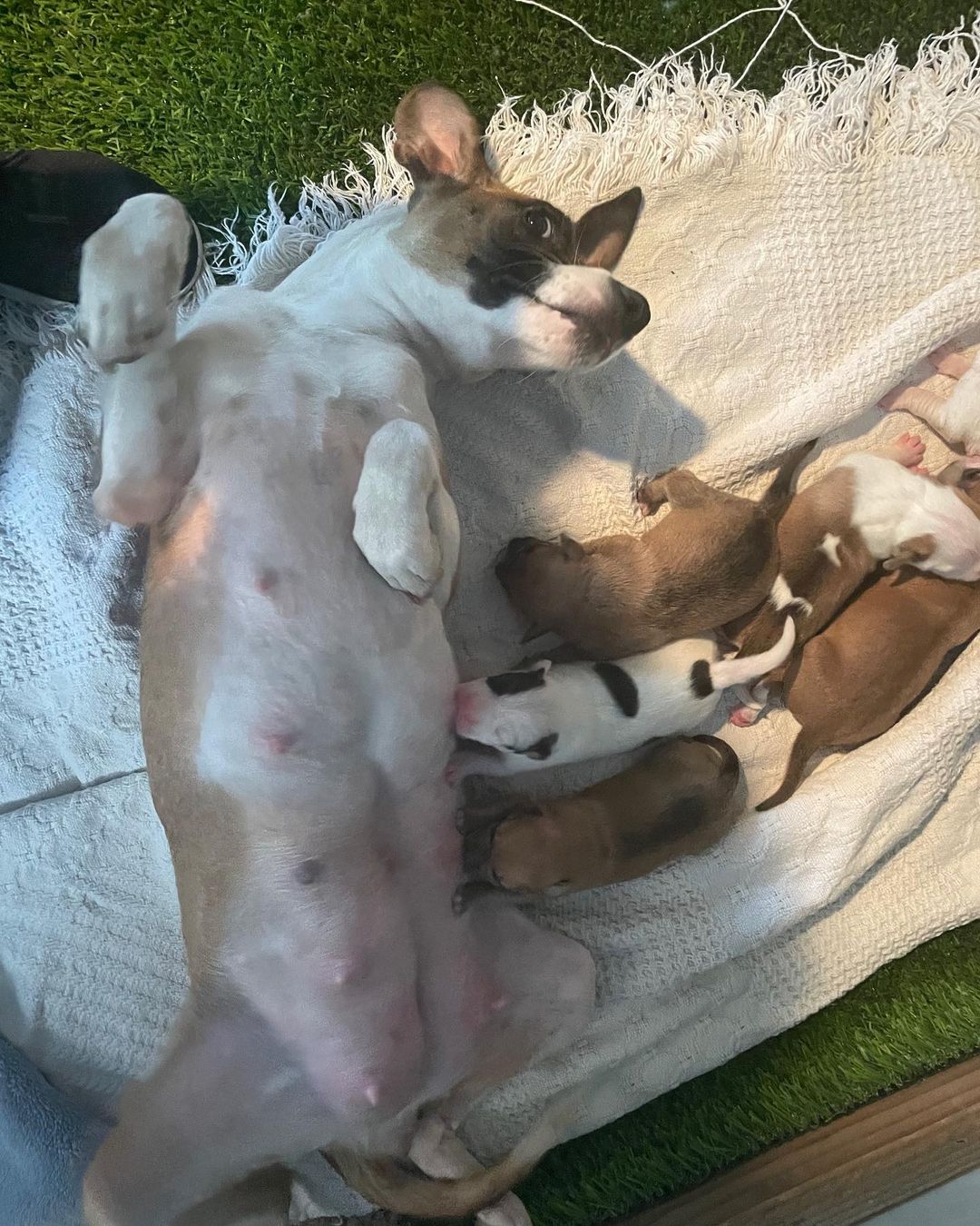PUPDATE: Hanna and her pups are doing great! They are six days old today and growing fast!  We could not be more proud if our sweet mama Hanna, she is crushing motherhood. 

<a target='_blank' href='https://www.instagram.com/explore/tags/puppies/'>#puppies</a> <a target='_blank' href='https://www.instagram.com/explore/tags/sixdaysold/'>#sixdaysold</a> <a target='_blank' href='https://www.instagram.com/explore/tags/pupdate/'>#pupdate</a>