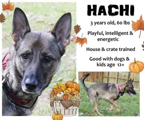 Your next best friend is waiting for you: Hachi <a target='_blank' href='https://www.instagram.com/explore/tags/allshepherdrescueasr/'>#allshepherdrescueasr</a> <a target='_blank' href='https://www.instagram.com/explore/tags/asrawesome/'>#asrawesome</a> <a target='_blank' href='https://www.instagram.com/explore/tags/adopt/'>#adopt</a> <a target='_blank' href='https://www.instagram.com/explore/tags/adoptdontshop/'>#adoptdontshop</a> <a target='_blank' href='https://www.instagram.com/explore/tags/germanshepherd/'>#germanshepherd</a> <a target='_blank' href='https://www.instagram.com/explore/tags/germanshepherdsofinstagram/'>#germanshepherdsofinstagram</a> <a target='_blank' href='https://www.instagram.com/explore/tags/dogsofinstagram/'>#dogsofinstagram</a> <a target='_blank' href='https://www.instagram.com/explore/tags/puppiesofinstagram/'>#puppiesofinstagram</a>
<a target='_blank' href='https://www.instagram.com/explore/tags/rescuedogsofinstagram/'>#rescuedogsofinstagram</a> <a target='_blank' href='https://www.instagram.com/explore/tags/rescuedog/'>#rescuedog</a> <a target='_blank' href='https://www.instagram.com/explore/tags/rescue/'>#rescue</a> <a target='_blank' href='https://www.instagram.com/explore/tags/GetYourRescueOn/'>#GetYourRescueOn</a> <a target='_blank' href='https://www.instagram.com/explore/tags/gsd/'>#gsd</a> <a target='_blank' href='https://www.instagram.com/explore/tags/gsdofinstagram/'>#gsdofinstagram</a> <a target='_blank' href='https://www.instagram.com/explore/tags/gsdlove/'>#gsdlove</a> <a target='_blank' href='https://www.instagram.com/explore/tags/gsdpuppy/'>#gsdpuppy</a> <a target='_blank' href='https://www.instagram.com/explore/tags/gsdsofigworld/'>#gsdsofigworld</a>  <a target='_blank' href='https://www.instagram.com/explore/tags/gsdstagram/'>#gsdstagram</a> <a target='_blank' href='https://www.instagram.com/explore/tags/gsdofig/'>#gsdofig</a> <a target='_blank' href='https://www.instagram.com/explore/tags/dogstagram/'>#dogstagram</a> <a target='_blank' href='https://www.instagram.com/explore/tags/instagramdogs/'>#instagramdogs</a> <a target='_blank' href='https://www.instagram.com/explore/tags/dogs/'>#dogs</a> <a target='_blank' href='https://www.instagram.com/explore/tags/dog/'>#dog</a>
<a target='_blank' href='https://www.instagram.com/explore/tags/instadog/'>#instadog</a> <a target='_blank' href='https://www.instagram.com/explore/tags/doglover/'>#doglover</a>  <a target='_blank' href='https://www.instagram.com/explore/tags/dogoftheday/'>#dogoftheday</a>