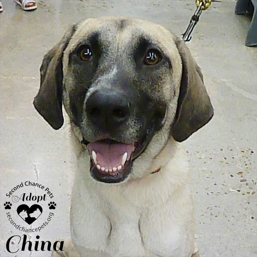 Meet China!

China is a 2 year old Anatolian Shepherd Mix and was rescued from a high volume shelter. She had a BFF at the shelter so we had to take him too! His name is Coda. They both get along very well with other large dogs and are both super friendly and playful! China loves to jump up on people to give them a hug. She knows 