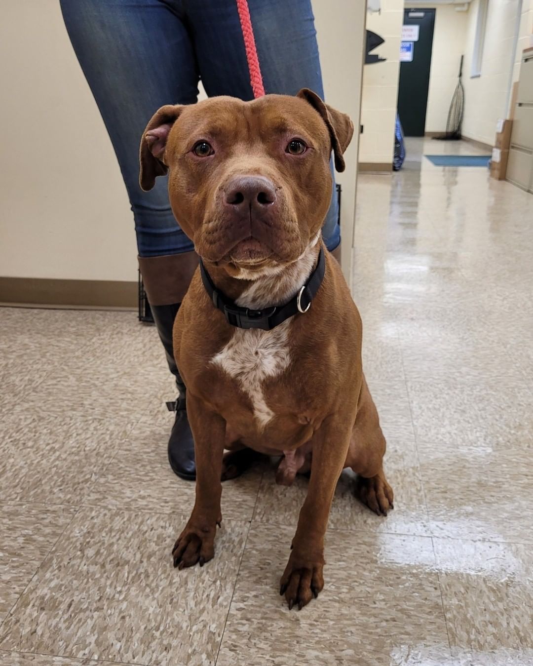 ‼ FOUND DOG ‼
This handsome dude was found at Chambers Street and Cedar Lane. If this is your dog, please contact the Hamilton Township Animal Shelter. 
📞 609-890-3550
Please share to help him find his way home.