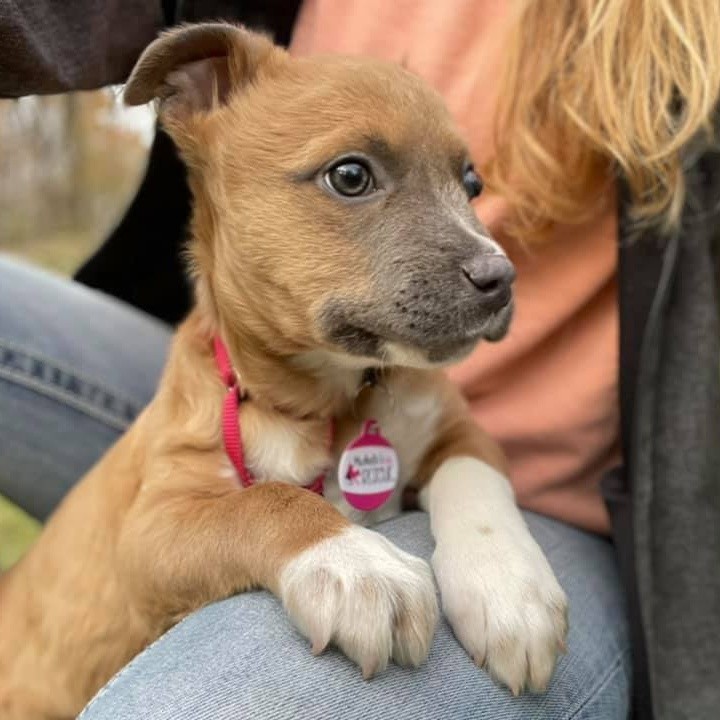 My name is Puddin. I am a three month old female mix pup that loves to play! My foster family lets me have tons of playtime with kids of all ages. I like other dogs but have not been introduced to cats yet (foster does not have cats). I know the command to sit and come. I am working on walking on a leash. I have a bad eye and I can’t see out of it but it does not hurt or slow me down. I am working on potty training and still have a few mistakes but getting better everyday. I love to cuddle up on your lap and follow you around everywhere you go. Be sure to visit our website to complete your application for pre-approval. https://michelesrescue.com/ 
.
.
<a target='_blank' href='https://www.instagram.com/explore/tags/michelesrescue/'>#michelesrescue</a> <a target='_blank' href='https://www.instagram.com/explore/tags/michelesrescuepawz/'>#michelesrescuepawz</a> <a target='_blank' href='https://www.instagram.com/explore/tags/michelesrescueonfacebook/'>#michelesrescueonfacebook</a> <a target='_blank' href='https://www.instagram.com/explore/tags/michelesrescueoninstgram/'>#michelesrescueoninstgram</a> <a target='_blank' href='https://www.instagram.com/explore/tags/michelesrescueoffacebook/'>#michelesrescueoffacebook</a> <a target='_blank' href='https://www.instagram.com/explore/tags/michelesrescueofinstgram/'>#michelesrescueofinstgram</a> <a target='_blank' href='https://www.instagram.com/explore/tags/beahero/'>#beahero</a> <a target='_blank' href='https://www.instagram.com/explore/tags/spayandneuter/'>#spayandneuter</a> <a target='_blank' href='https://www.instagram.com/explore/tags/pinkpawz/'>#pinkpawz</a> <a target='_blank' href='https://www.instagram.com/explore/tags/blackpawz/'>#blackpawz</a> <a target='_blank' href='https://www.instagram.com/explore/tags/whitepawz/'>#whitepawz</a> <a target='_blank' href='https://www.instagram.com/explore/tags/adoptdontshop/'>#adoptdontshop</a>