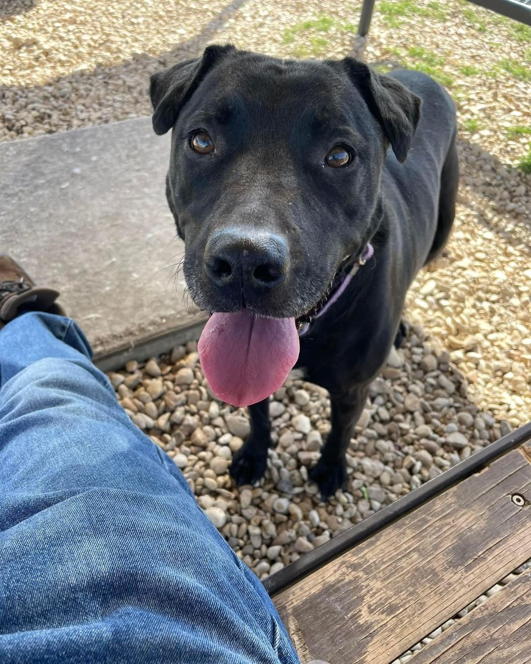 <a target='_blank' href='https://www.instagram.com/explore/tags/PetsOfTheWeek/'>#PetsOfTheWeek</a> 🐶 Who doesn't love an Oreo cookie 🍪? This easygoing older gal, lovingly referred to as Double-Stuffed Oreo here at the shelter, has been waiting a long time for her new adventure to begin. She'd love a nice comfy bed to snooze in; long, leisurely walks where she can take in all the newest sights and smells; and plenty of love and affection from her new adult family. 

She's been described as curious, active, and playful; she gets along with male dogs (we always recommend a meet & greet); and she loves car rides, fetch, and fun in the water. And this girl's got smarts - she's been enjoying lots of time training as one of our Honor Roll 'students.' 🙂

Her biggest fan gifted her with an Adoption Angel, so her fee is paid. All she needs now is for you to come begin that amazing new adventure with her! Email 📨adoption@wilco.org to schedule a priority-service appointment to meet this lovely lady.

<a target='_blank' href='https://www.instagram.com/explore/tags/shelterdogs/'>#shelterdogs</a> <a target='_blank' href='https://www.instagram.com/explore/tags/rescuedogs/'>#rescuedogs</a> <a target='_blank' href='https://www.instagram.com/explore/tags/dogsofinstagram/'>#dogsofinstagram</a> <a target='_blank' href='https://www.instagram.com/explore/tags/dogsofig/'>#dogsofig</a> <a target='_blank' href='https://www.instagram.com/explore/tags/puppiesofinstragram/'>#puppiesofinstragram</a> <a target='_blank' href='https://www.instagram.com/explore/tags/puppiesofig/'>#puppiesofig</a> <a target='_blank' href='https://www.instagram.com/explore/tags/centraltexas/'>#centraltexas</a> <a target='_blank' href='https://www.instagram.com/explore/tags/williamsoncountytx/'>#williamsoncountytx</a> <a target='_blank' href='https://www.instagram.com/explore/tags/georgetowntx/'>#georgetowntx</a> <a target='_blank' href='https://www.instagram.com/explore/tags/cedarparktx/'>#cedarparktx</a> <a target='_blank' href='https://www.instagram.com/explore/tags/huttotx/'>#huttotx</a> <a target='_blank' href='https://www.instagram.com/explore/tags/leandertx/'>#leandertx</a> <a target='_blank' href='https://www.instagram.com/explore/tags/roundrocktx/'>#roundrocktx</a> <a target='_blank' href='https://www.instagram.com/explore/tags/austintx/'>#austintx</a>