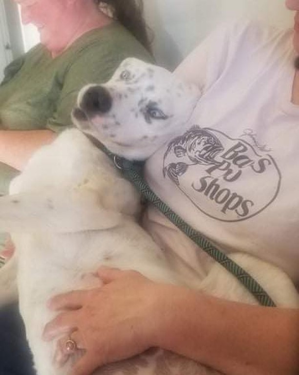 Very sad story for you all but could have a happy ending!!! Let’s get this sweet boy a foster home and possibly a furever home fir Christmas!!! He is a sweetheart at 10 months old. He was kicked in the head as a younger pup which broke his jaw requiring surgery/wired shut. Recovered…is very talkative and needs a special adopter… one who has patience, he eats 4 health food which should not be changed:) If you would like to foster this sweet boy.. fill out an application!!! Michelesrescue.com