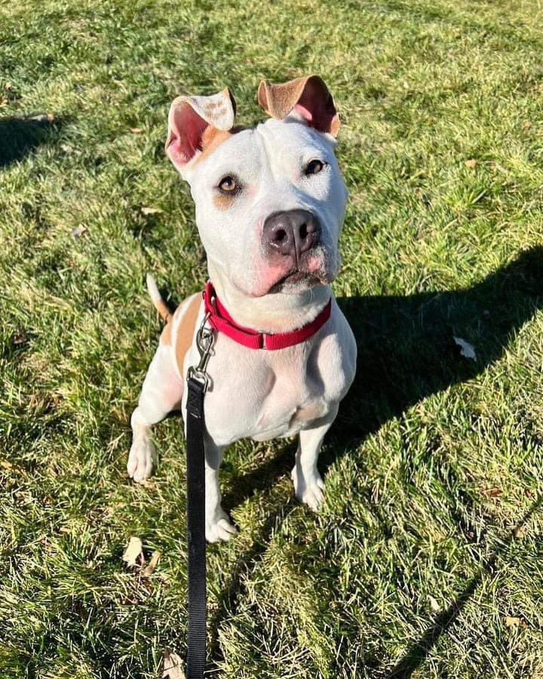 It’s a perfect day to visit our Zona Rosa Adoption Center. 

Our volunteers have been working hard on taking some the great pets on walks through the Zona Rosa shopping center. 

If you see one of our amazing volunteers, give them a high five for spending their Sunday afternoon helping our shelter pets!

📸 Lola, Spirit, Van Gogh, and Bruno Mars