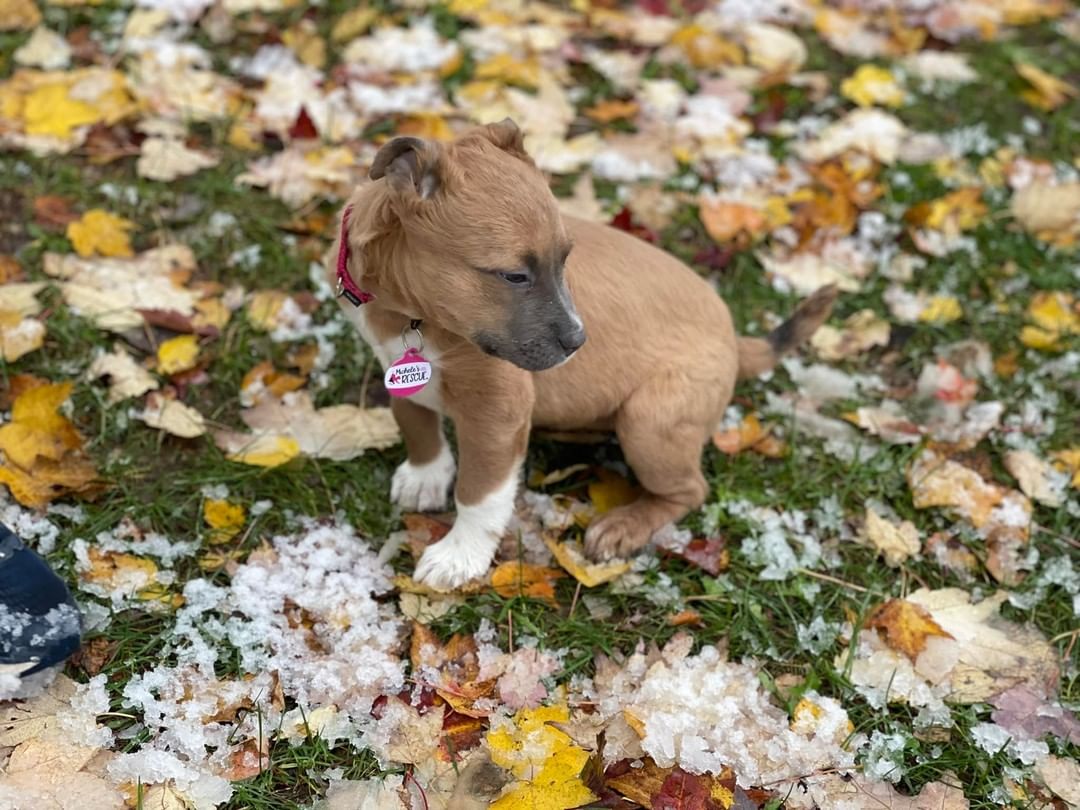 My name is Puddin. I am a three month old female mix pup that loves to play! My foster family lets me have tons of playtime with kids of all ages. I like other dogs but have not been introduced to cats yet (foster does not have cats). I know the command to sit and come. I am working on walking on a leash. I have a bad eye and I can’t see out of it but it does not hurt or slow me down. I am working on potty training and still have a few mistakes but getting better everyday. I love to cuddle up on your lap and follow you around everywhere you go. Be sure to visit our website to complete your application for pre-approval. https://michelesrescue.com/ 
.
.
<a target='_blank' href='https://www.instagram.com/explore/tags/michelesrescue/'>#michelesrescue</a> <a target='_blank' href='https://www.instagram.com/explore/tags/michelesrescuepawz/'>#michelesrescuepawz</a> <a target='_blank' href='https://www.instagram.com/explore/tags/michelesrescueonfacebook/'>#michelesrescueonfacebook</a> <a target='_blank' href='https://www.instagram.com/explore/tags/michelesrescueoninstgram/'>#michelesrescueoninstgram</a> <a target='_blank' href='https://www.instagram.com/explore/tags/michelesrescueoffacebook/'>#michelesrescueoffacebook</a> <a target='_blank' href='https://www.instagram.com/explore/tags/michelesrescueofinstgram/'>#michelesrescueofinstgram</a> <a target='_blank' href='https://www.instagram.com/explore/tags/beahero/'>#beahero</a> <a target='_blank' href='https://www.instagram.com/explore/tags/spayandneuter/'>#spayandneuter</a> <a target='_blank' href='https://www.instagram.com/explore/tags/pinkpawz/'>#pinkpawz</a> <a target='_blank' href='https://www.instagram.com/explore/tags/blackpawz/'>#blackpawz</a> <a target='_blank' href='https://www.instagram.com/explore/tags/whitepawz/'>#whitepawz</a> <a target='_blank' href='https://www.instagram.com/explore/tags/adoptdontshop/'>#adoptdontshop</a>