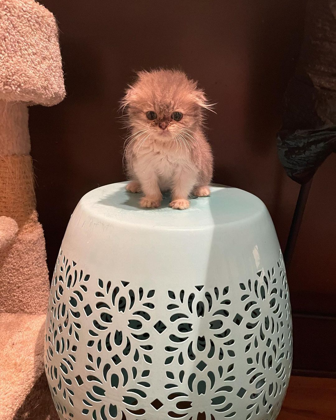 When you rule a land so posh and elitist your throne is actually a decorative plant stand. 👑 Emperor Augustus 👑  <a target='_blank' href='https://www.instagram.com/explore/tags/adoptdontshop/'>#adoptdontshop</a> <a target='_blank' href='https://www.instagram.com/explore/tags/eastbrunswicknj/'>#eastbrunswicknj</a> <a target='_blank' href='https://www.instagram.com/explore/tags/englishtownnj/'>#englishtownnj</a> <a target='_blank' href='https://www.instagram.com/explore/tags/oldbridgenj/'>#oldbridgenj</a> <a target='_blank' href='https://www.instagram.com/explore/tags/marlboronj/'>#marlboronj</a> <a target='_blank' href='https://www.instagram.com/explore/tags/catsofnj/'>#catsofnj</a> <a target='_blank' href='https://www.instagram.com/explore/tags/catsofnyc/'>#catsofnyc</a> <a target='_blank' href='https://www.instagram.com/explore/tags/cuteaf/'>#cuteaf</a> <a target='_blank' href='https://www.instagram.com/explore/tags/catsofig/'>#catsofig</a> <a target='_blank' href='https://www.instagram.com/explore/tags/catsofinstagram/'>#catsofinstagram</a> <a target='_blank' href='https://www.instagram.com/explore/tags/kittensofnj/'>#kittensofnj</a> <a target='_blank' href='https://www.instagram.com/explore/tags/kittensofnyc/'>#kittensofnyc</a> <a target='_blank' href='https://www.instagram.com/explore/tags/scottishfold/'>#scottishfold</a> <a target='_blank' href='https://www.instagram.com/explore/tags/britishshorthair/'>#britishshorthair</a>